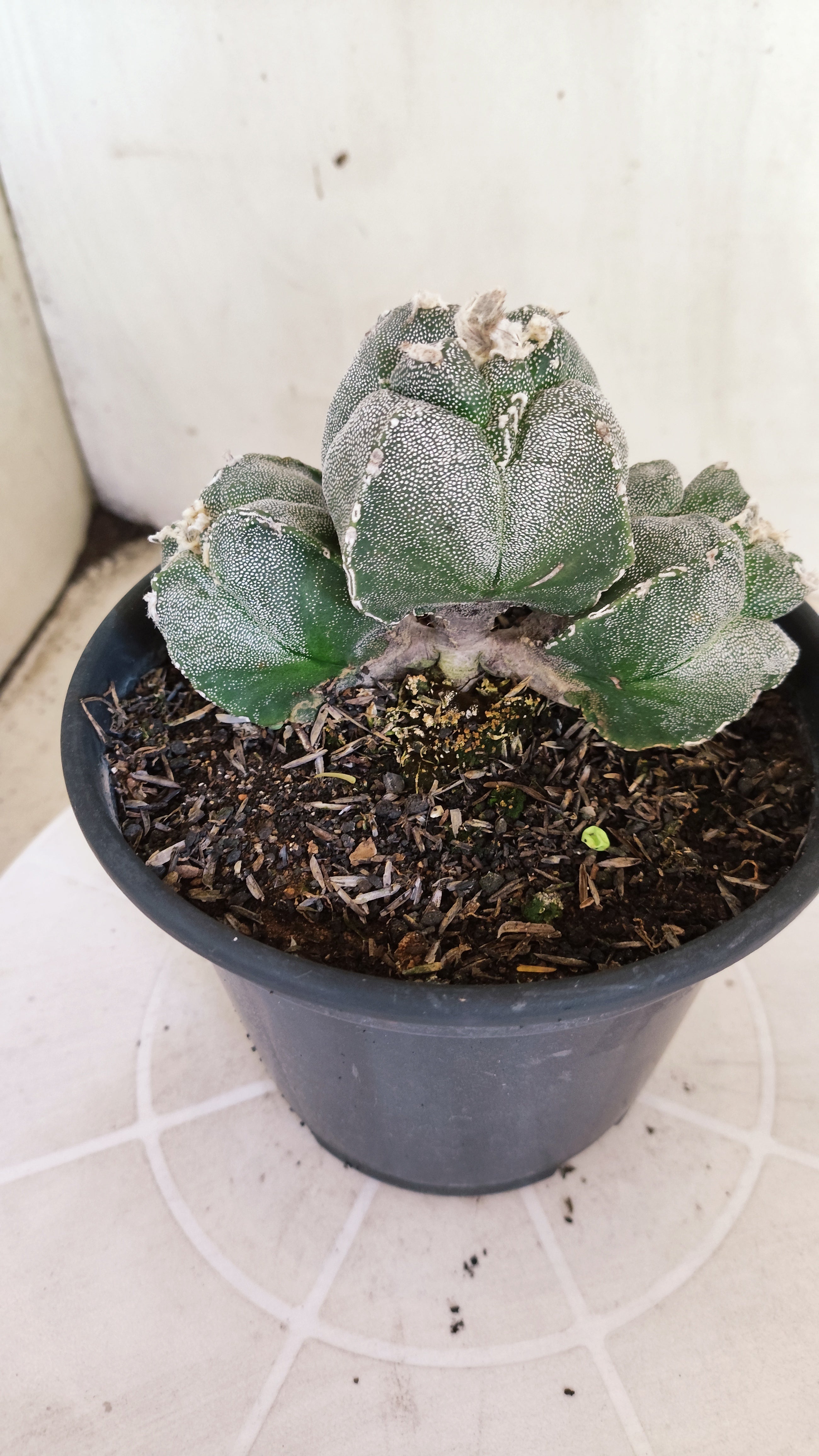 MATRIZ ASTROPHYTUM cv KIKKO "4Quinas - Colonia" Nº 1375 – vaso 15