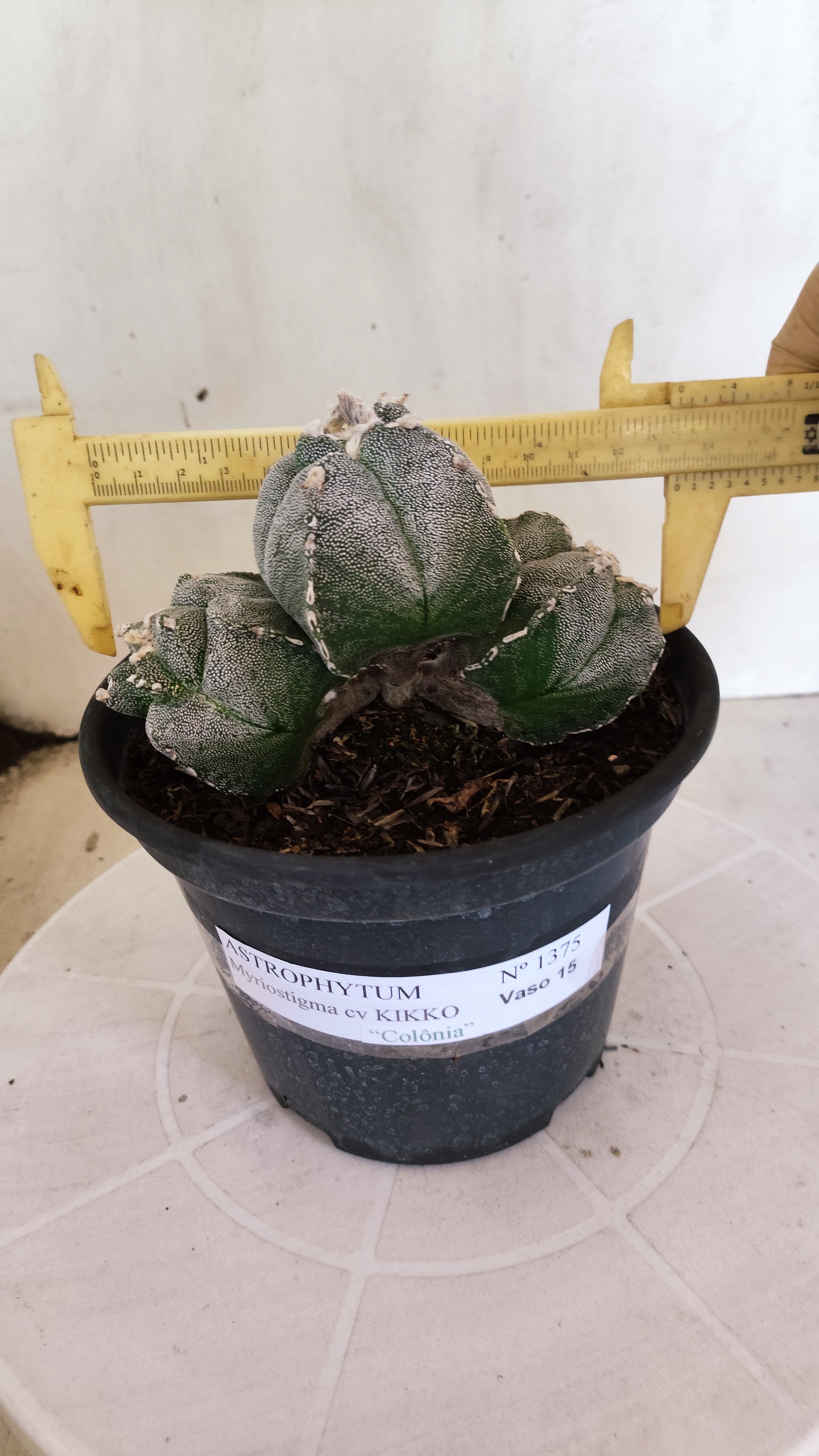 MATRIZ ASTROPHYTUM cv KIKKO "4Quinas - Colonia" Nº 1375 – vaso 15