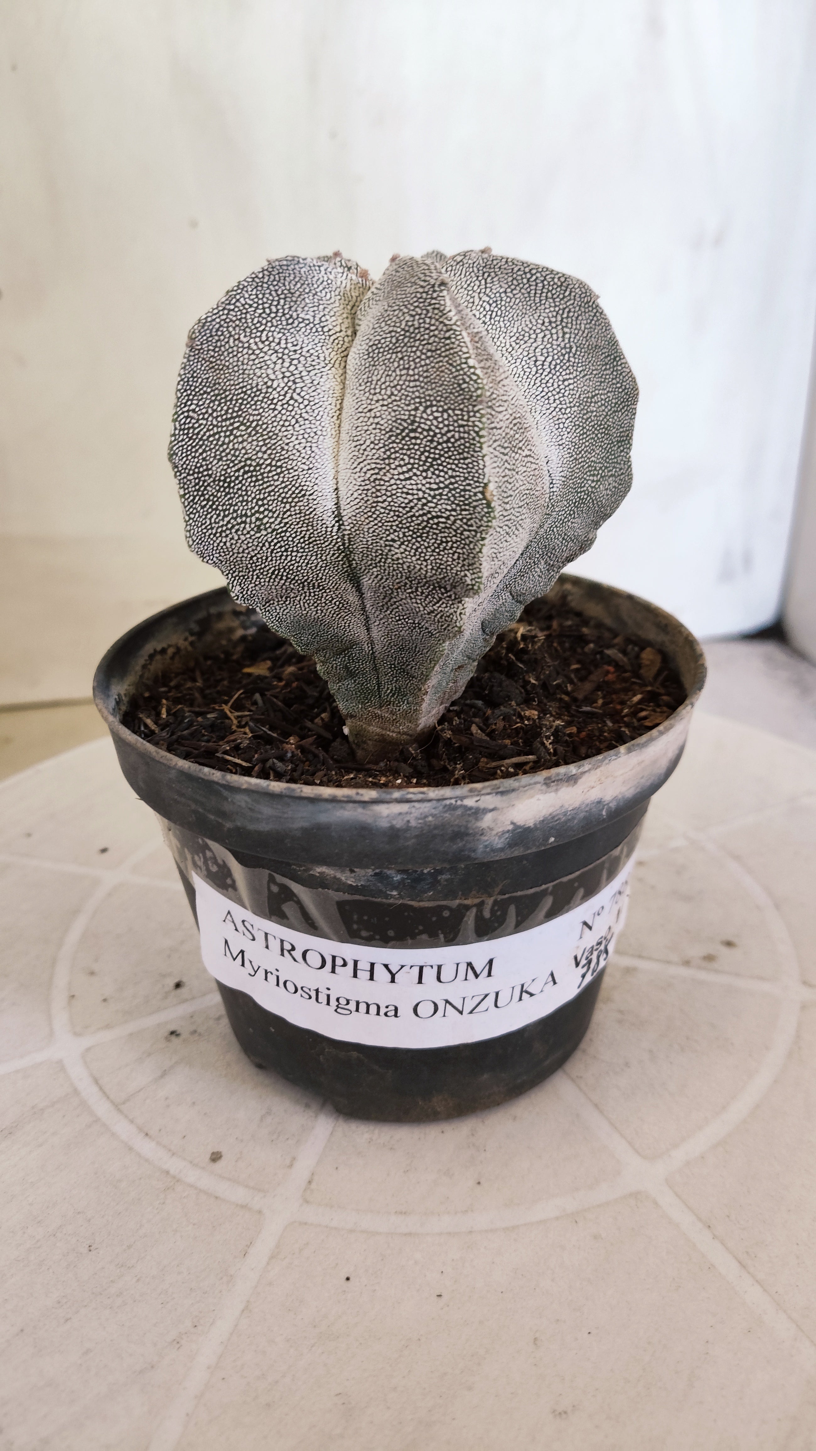 ASTROPHYTUM MYRIOSTIGMA Onzuka  Nº 788 – vaso 11