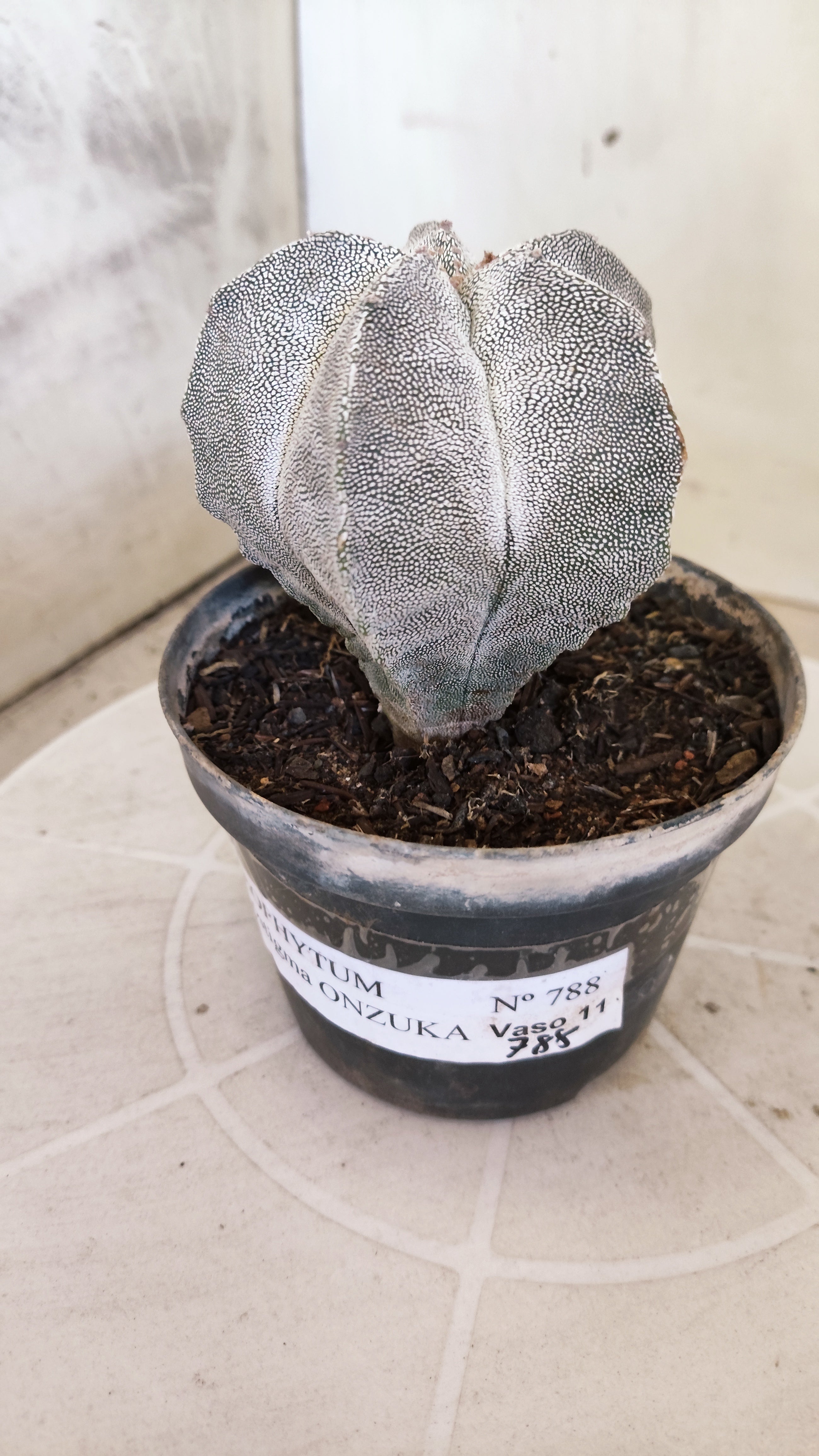 ASTROPHYTUM MYRIOSTIGMA Onzuka  Nº 788 – vaso 11
