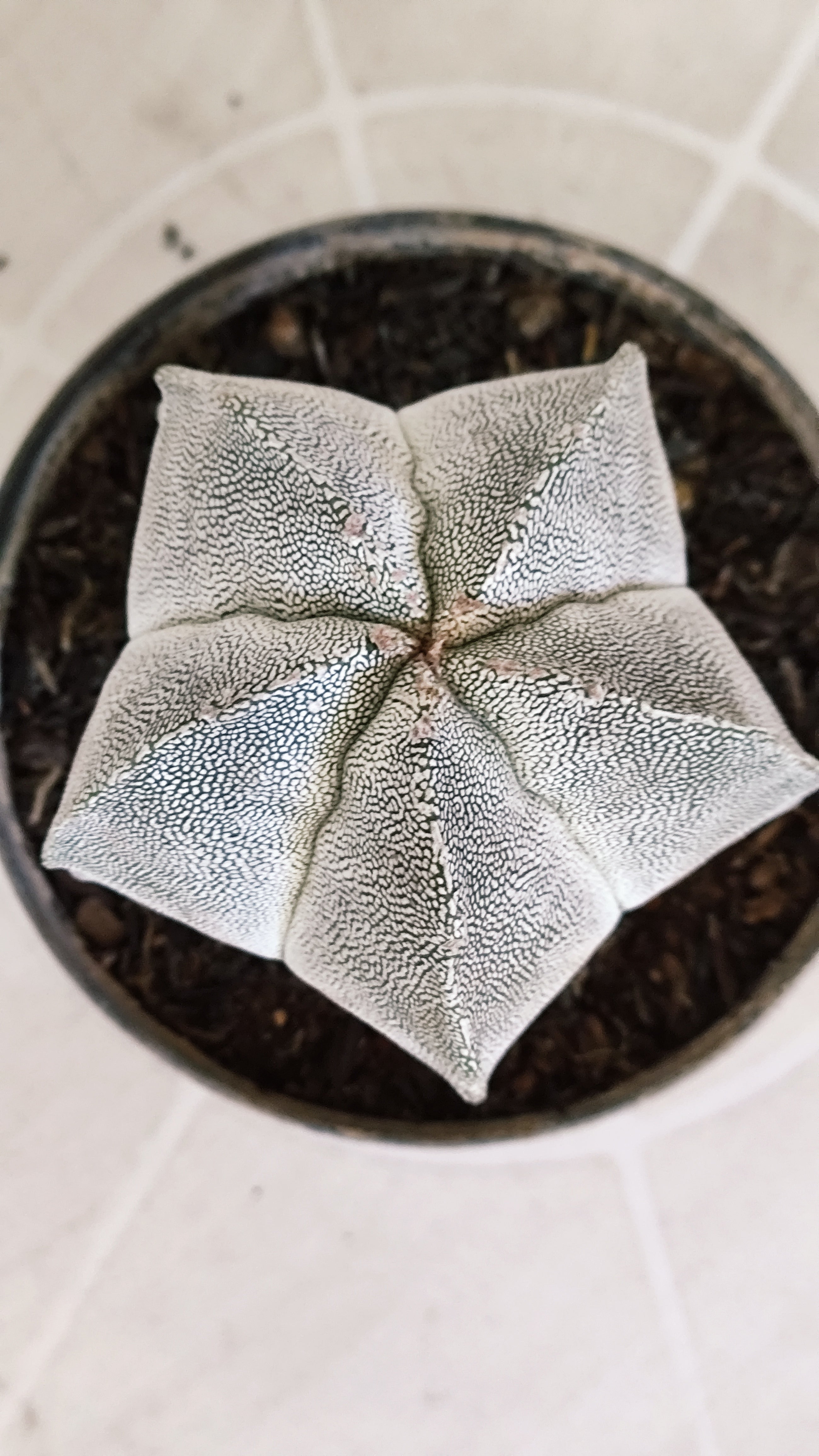 ASTROPHYTUM MYRIOSTIGMA Onzuka  Nº 788 – vaso 11