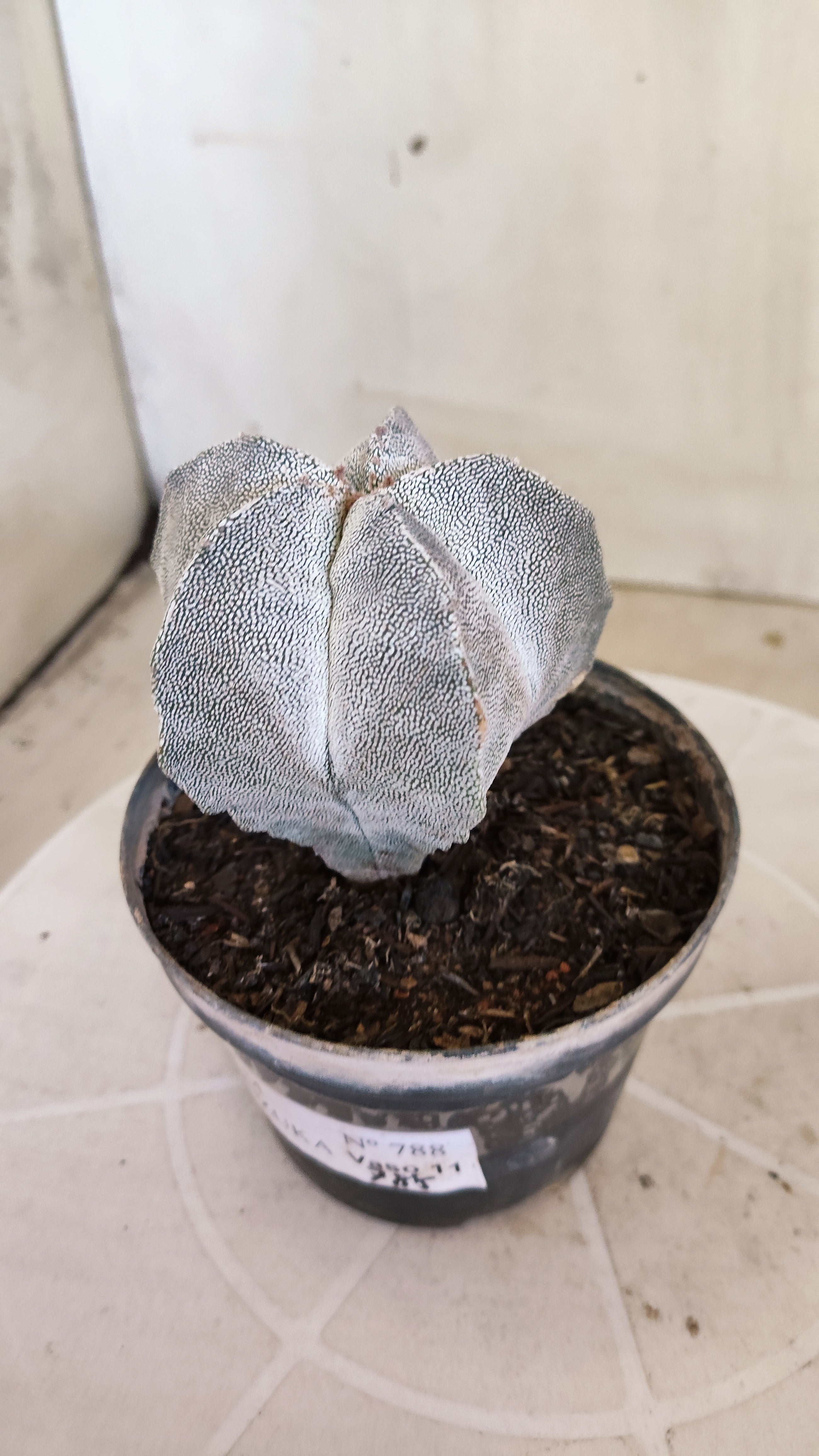 ASTROPHYTUM MYRIOSTIGMA Onzuka  Nº 788 – vaso 11