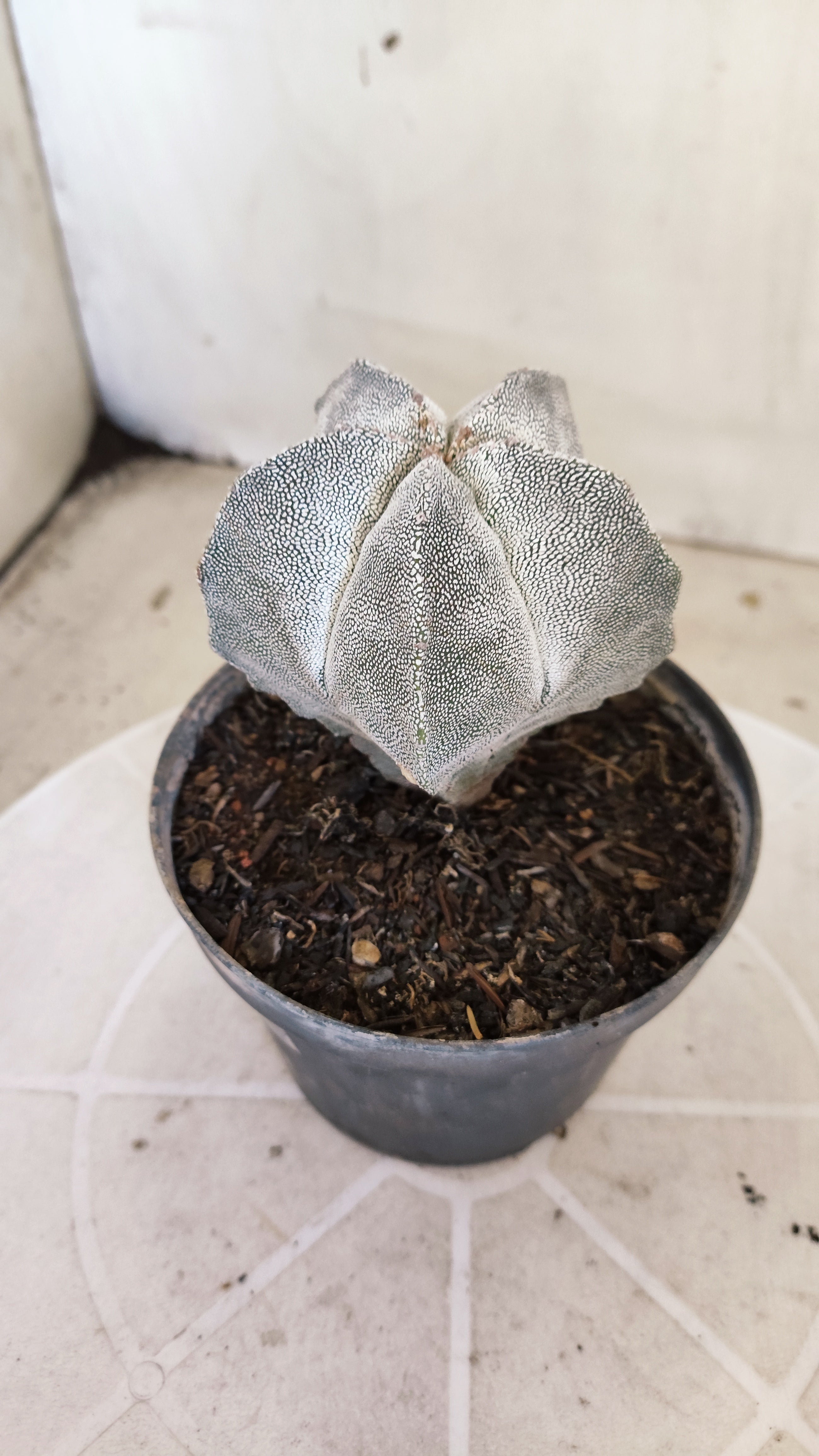 ASTROPHYTUM MYRIOSTIGMA Onzuka  Nº 788 – vaso 11