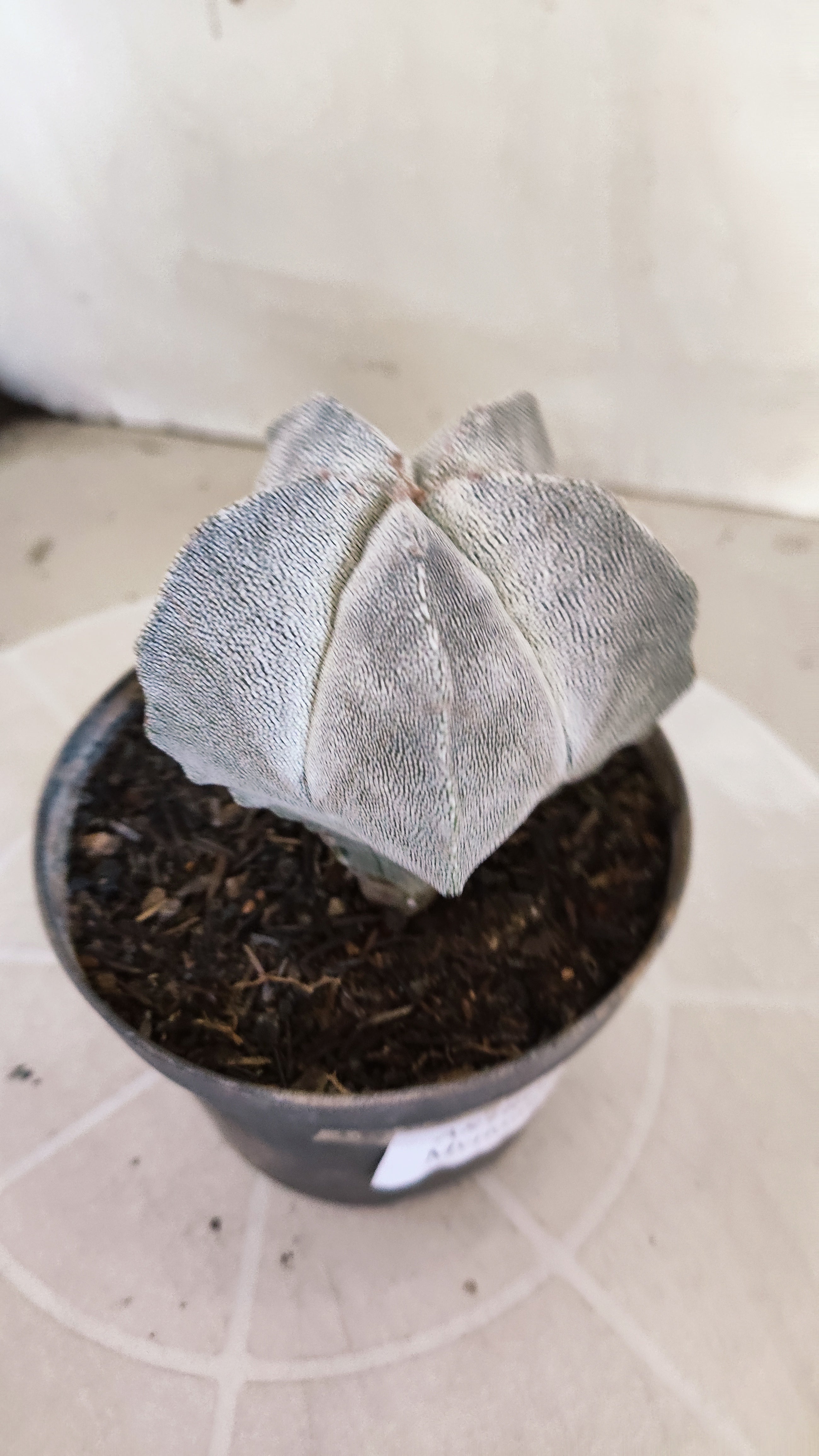 ASTROPHYTUM MYRIOSTIGMA Onzuka  Nº 788 – vaso 11