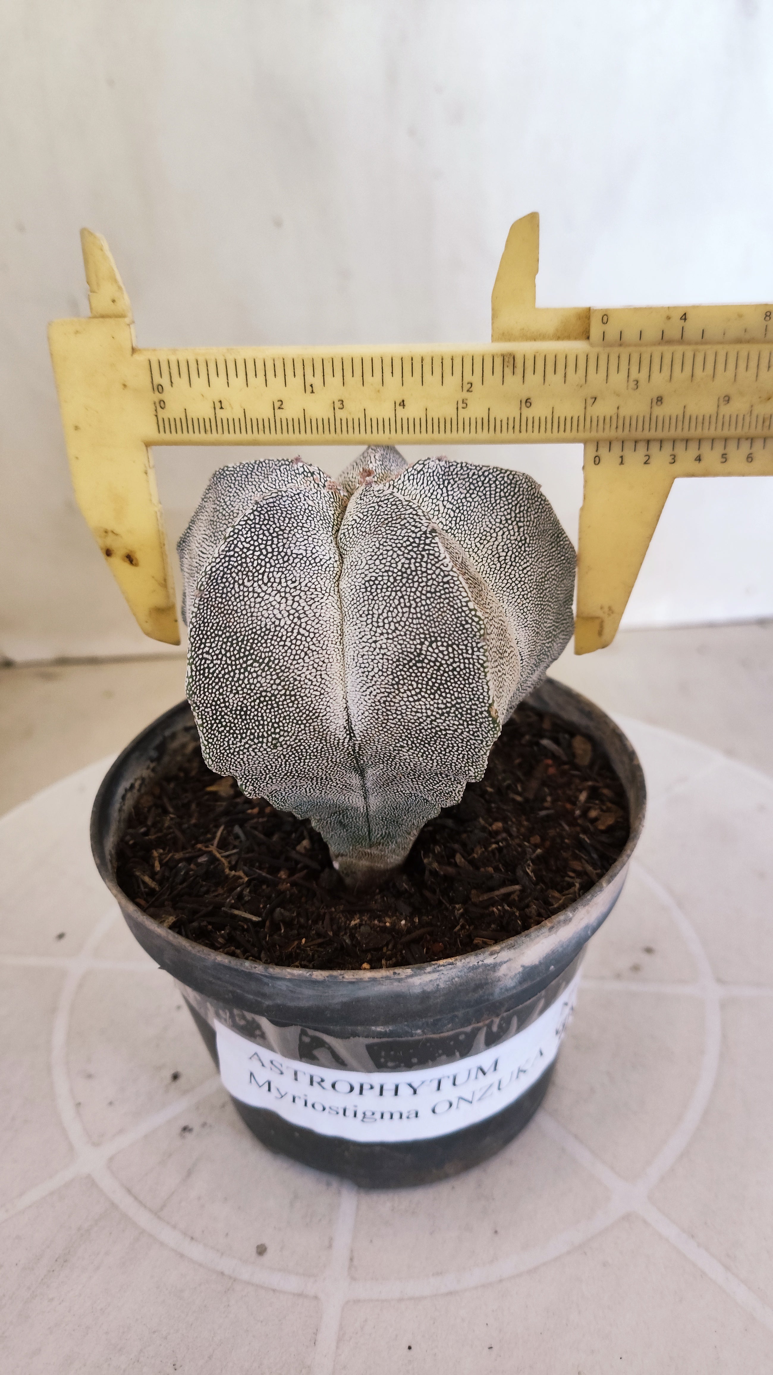 ASTROPHYTUM MYRIOSTIGMA Onzuka  Nº 788 – vaso 11