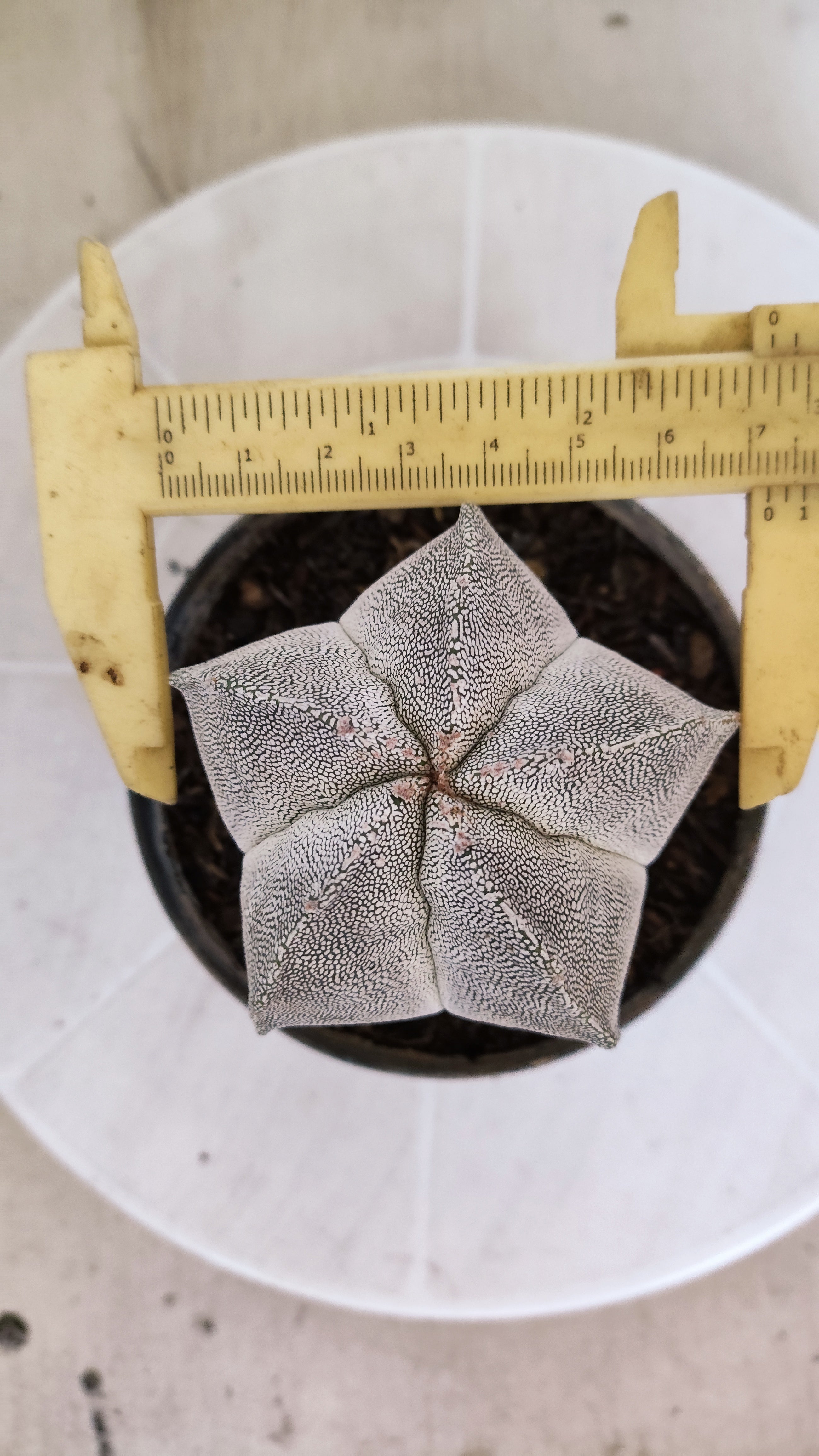 ASTROPHYTUM MYRIOSTIGMA Onzuka  Nº 788 – vaso 11