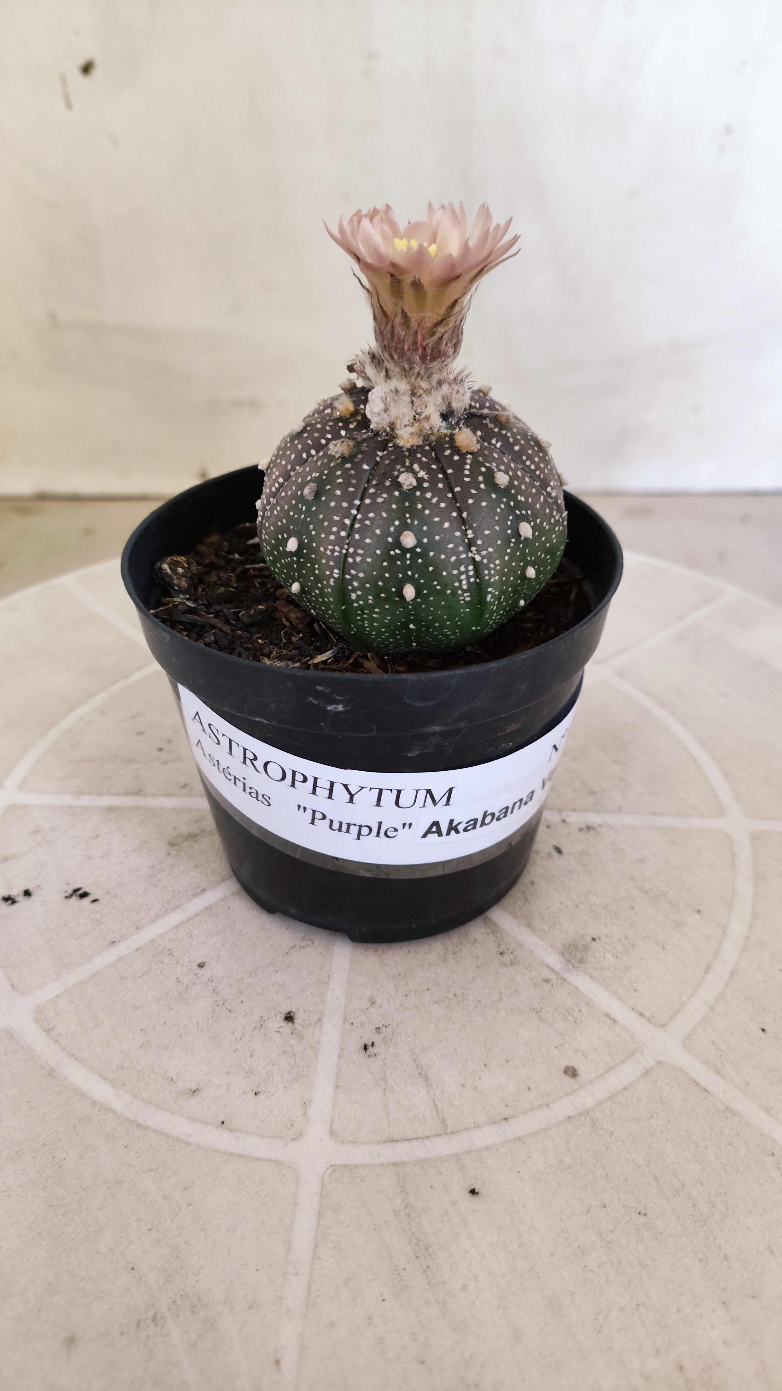 ASTROPHYTUM ASTERIAS “Purple - Akabana”  Nº 1396 – vaso 09