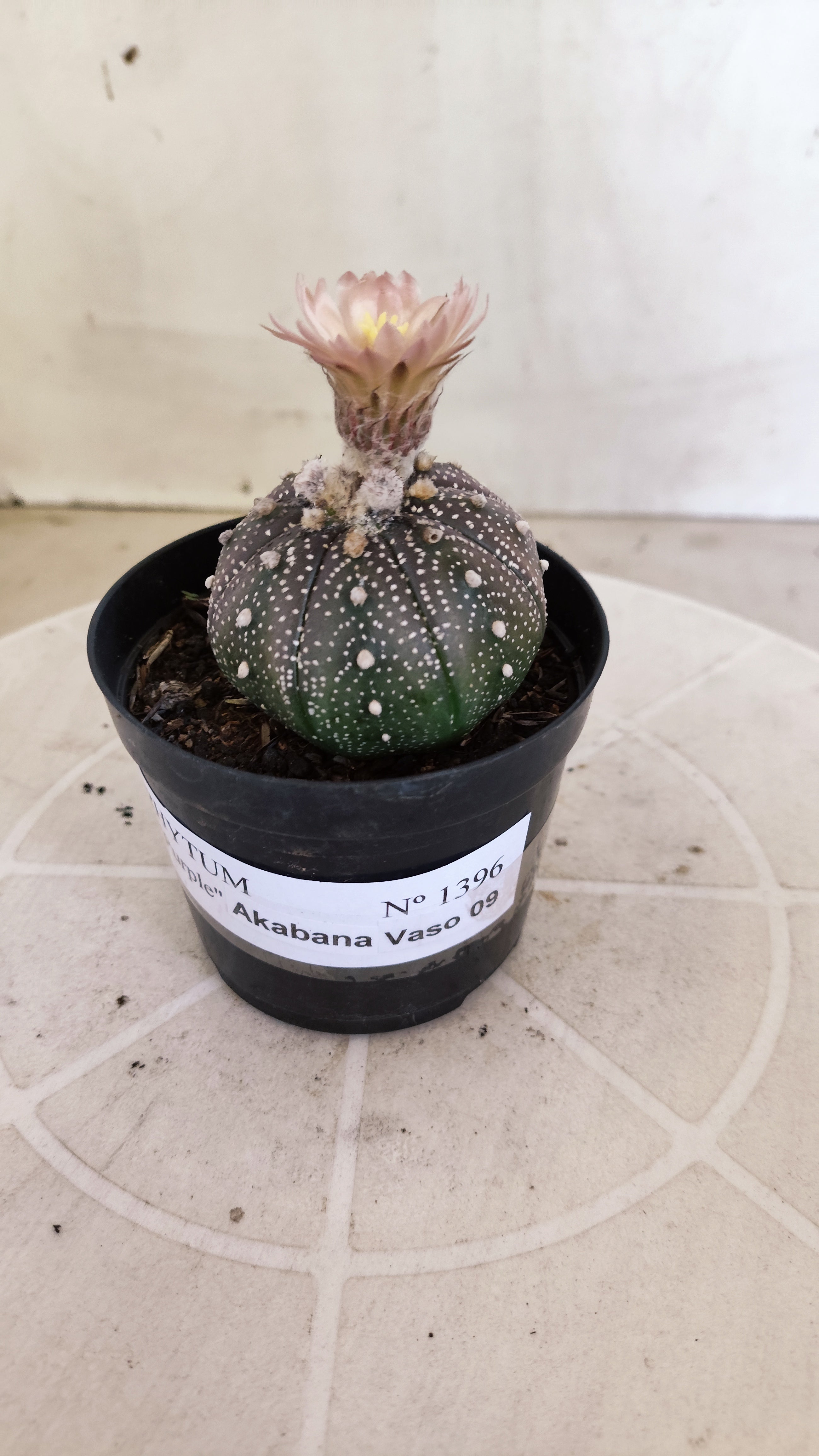 ASTROPHYTUM ASTERIAS “Purple - Akabana”  Nº 1396 – vaso 09