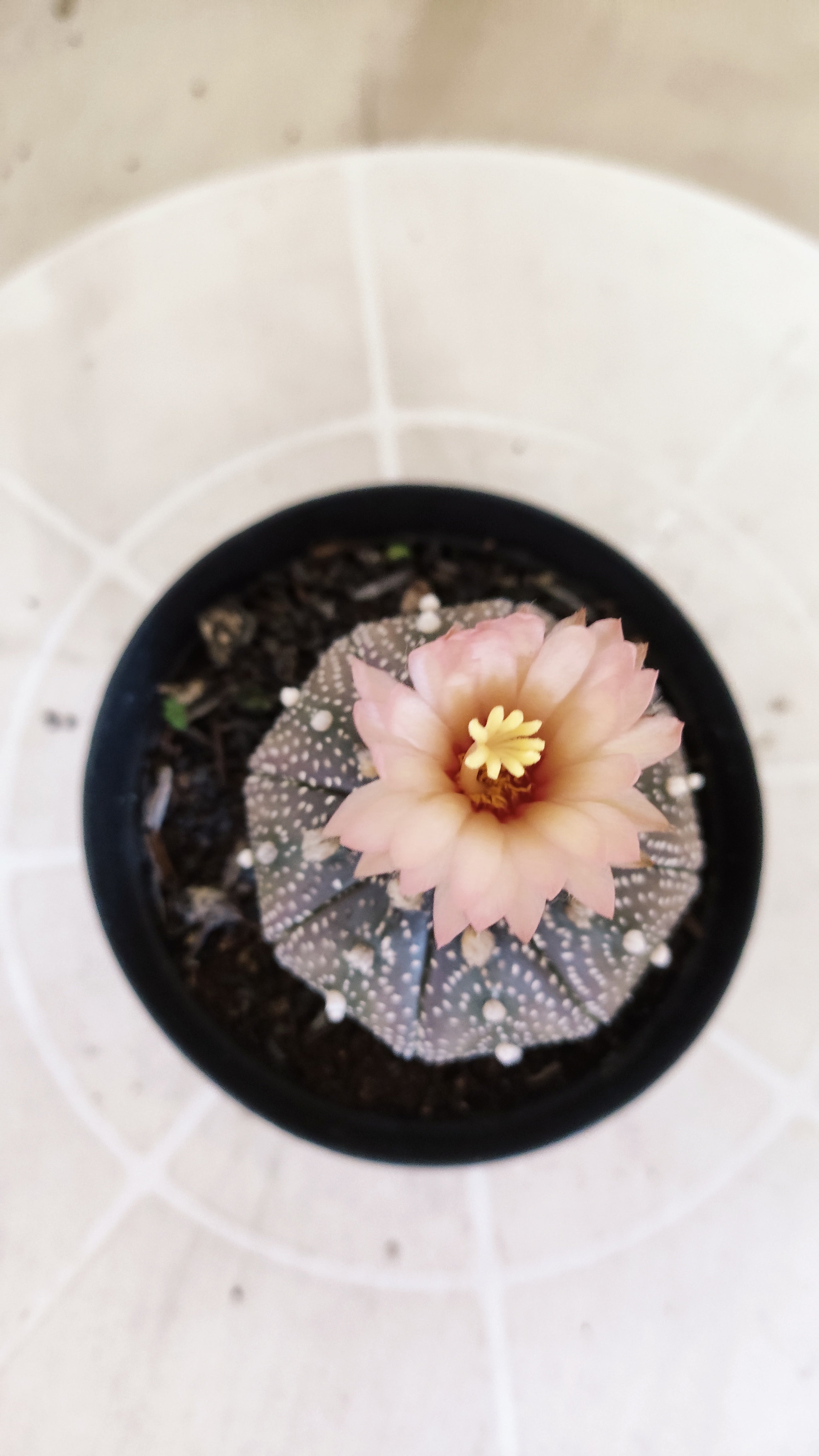 ASTROPHYTUM ASTERIAS “Purple - Akabana”  Nº 1396 – vaso 09