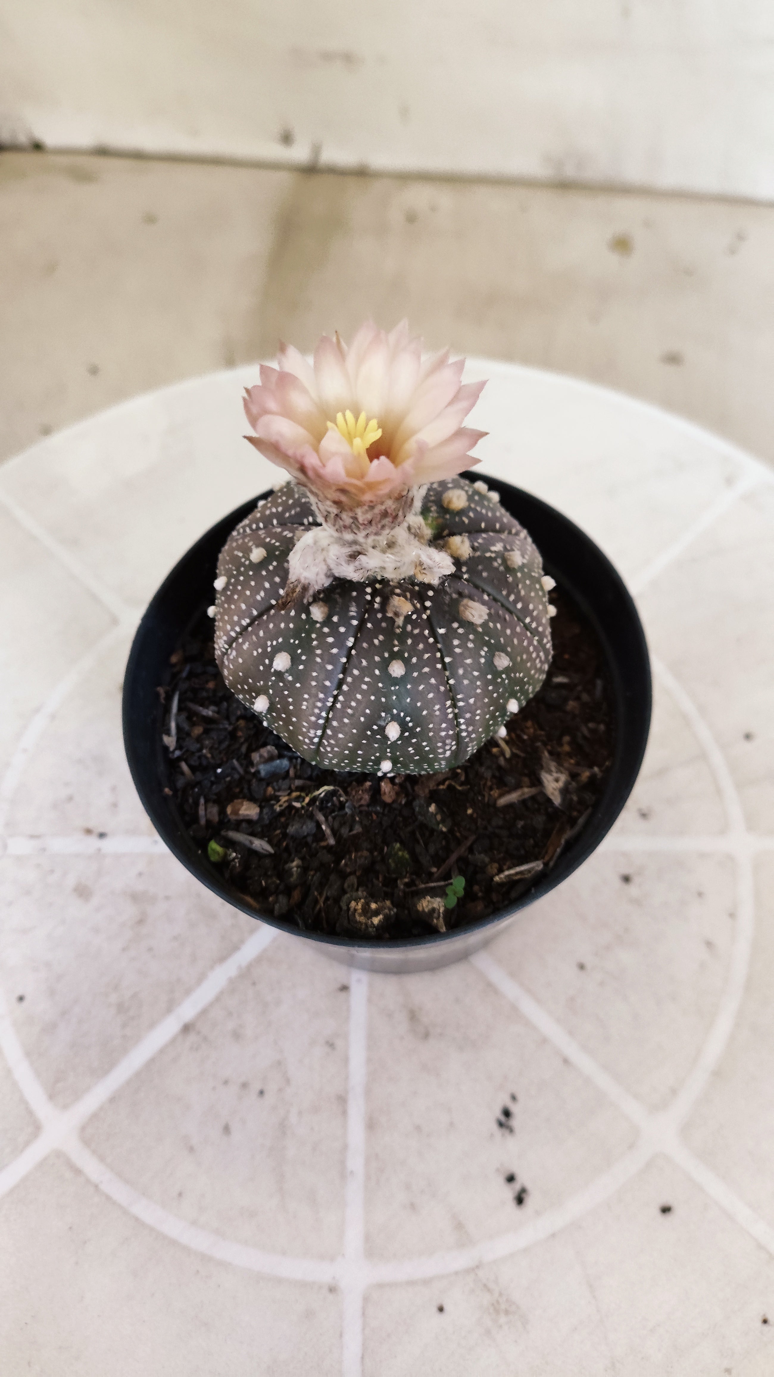 ASTROPHYTUM ASTERIAS “Purple - Akabana”  Nº 1396 – vaso 09