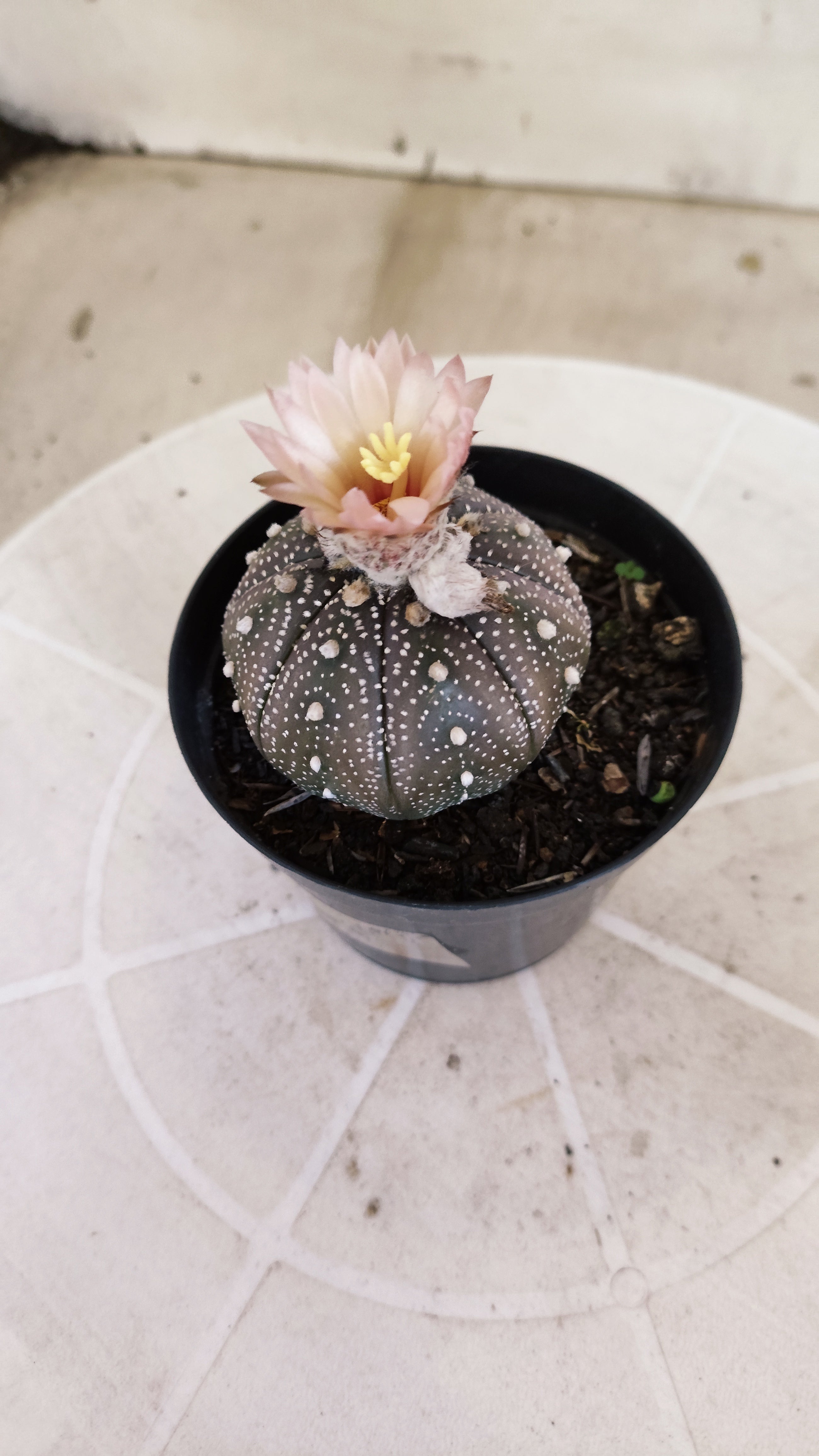 ASTROPHYTUM ASTERIAS “Purple - Akabana”  Nº 1396 – vaso 09