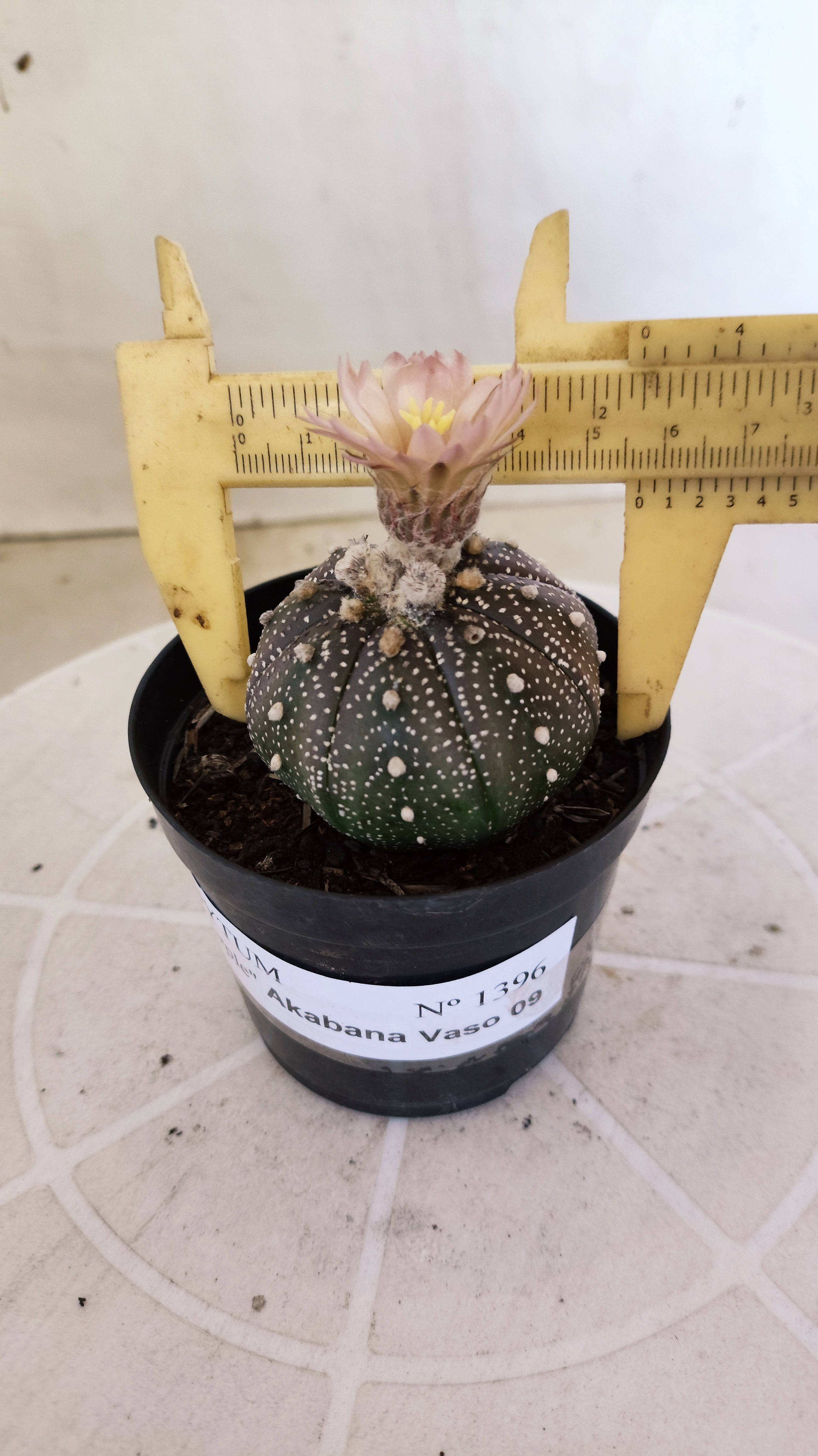 ASTROPHYTUM ASTERIAS “Purple - Akabana”  Nº 1396 – vaso 09
