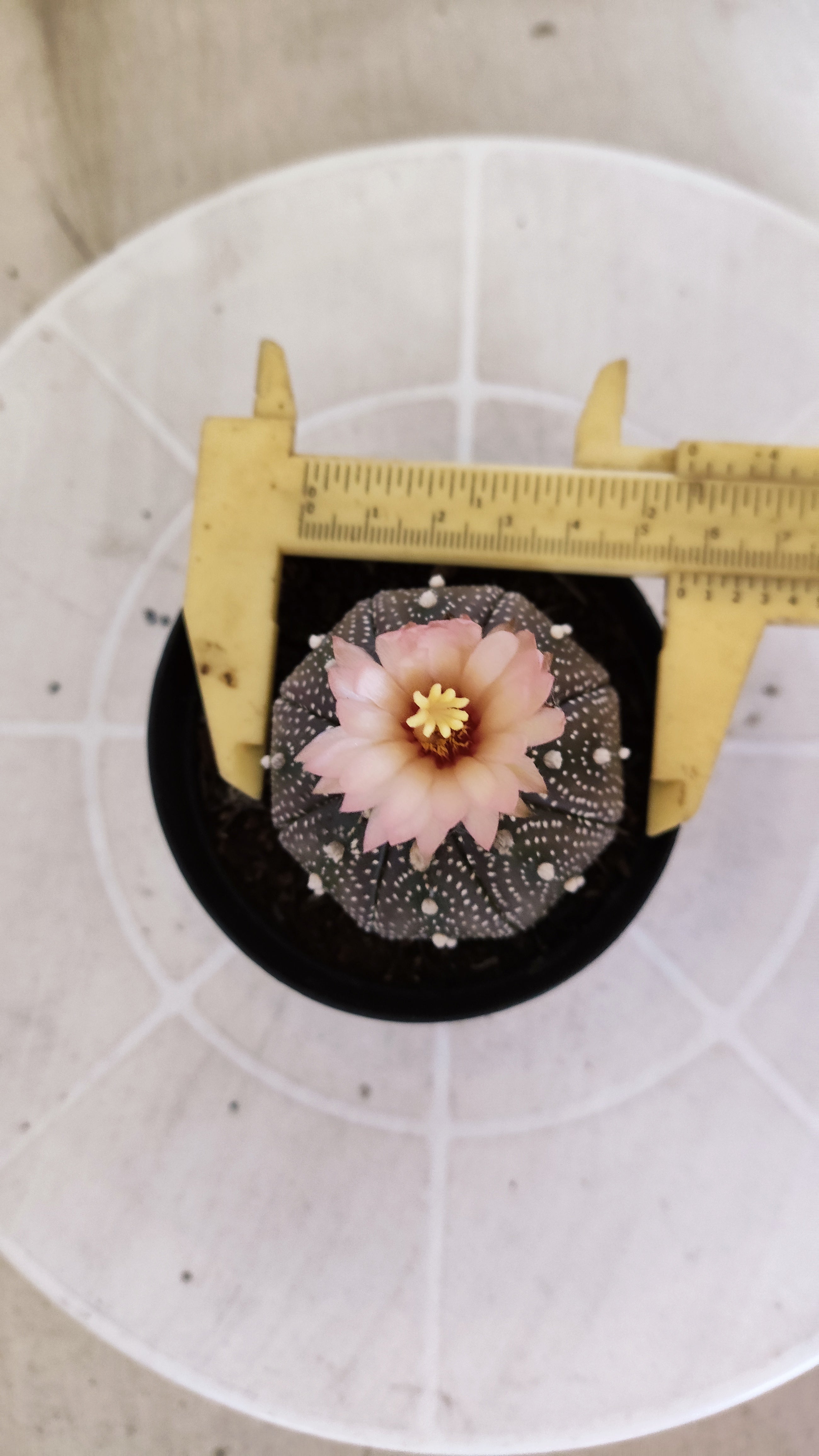 ASTROPHYTUM ASTERIAS “Purple - Akabana”  Nº 1396 – vaso 09