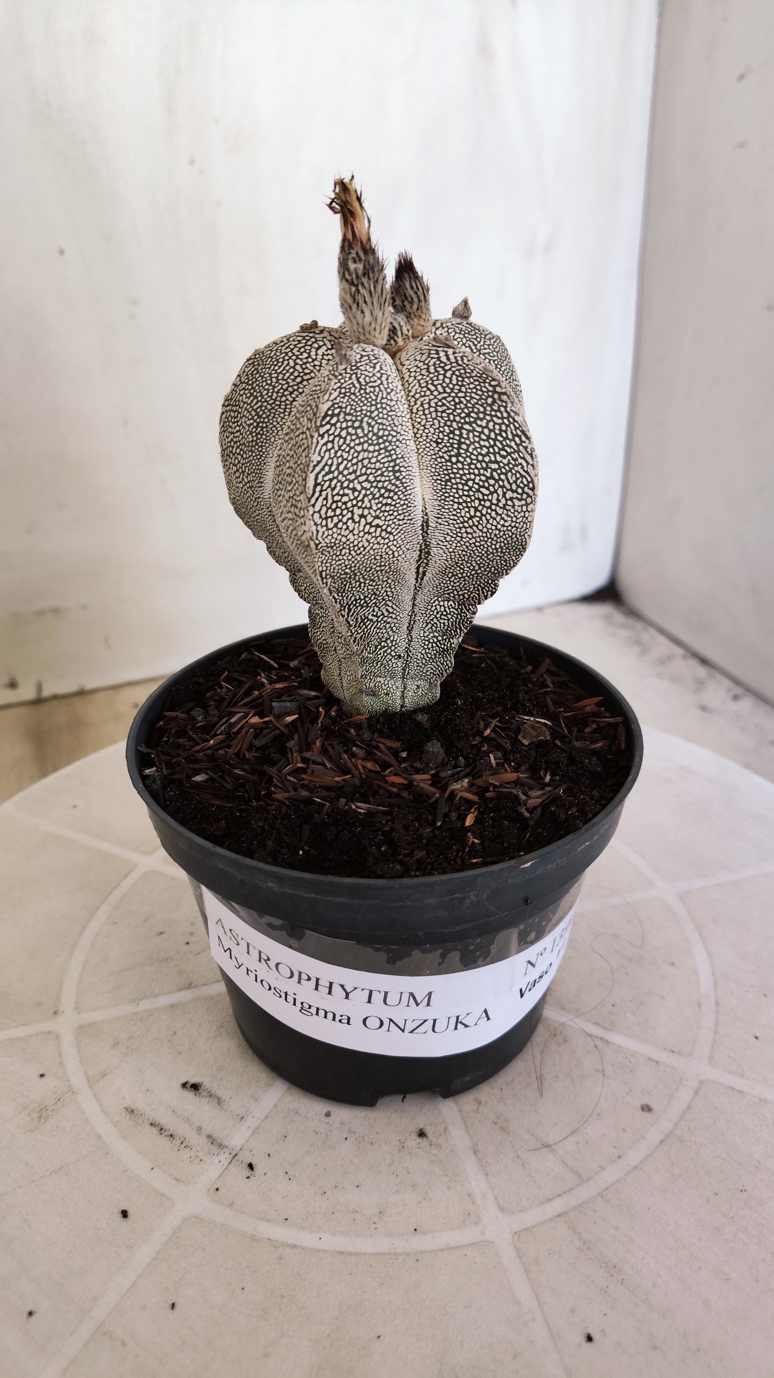 ASTROPHYTUM MYRIOSTIGMA Onzuka "VType" Nº 1390 – vaso 11