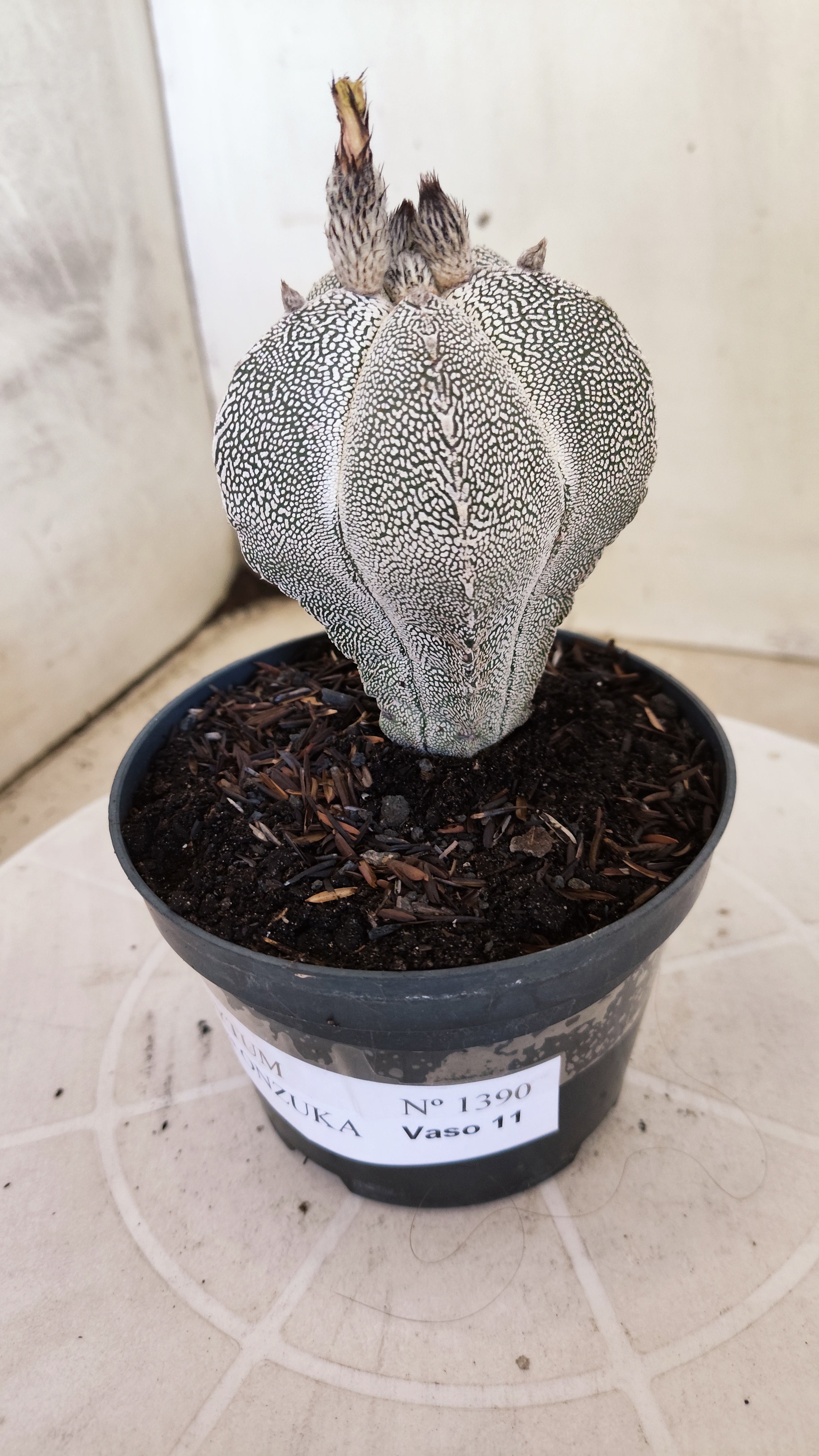ASTROPHYTUM MYRIOSTIGMA Onzuka "VType" Nº 1390 – vaso 11
