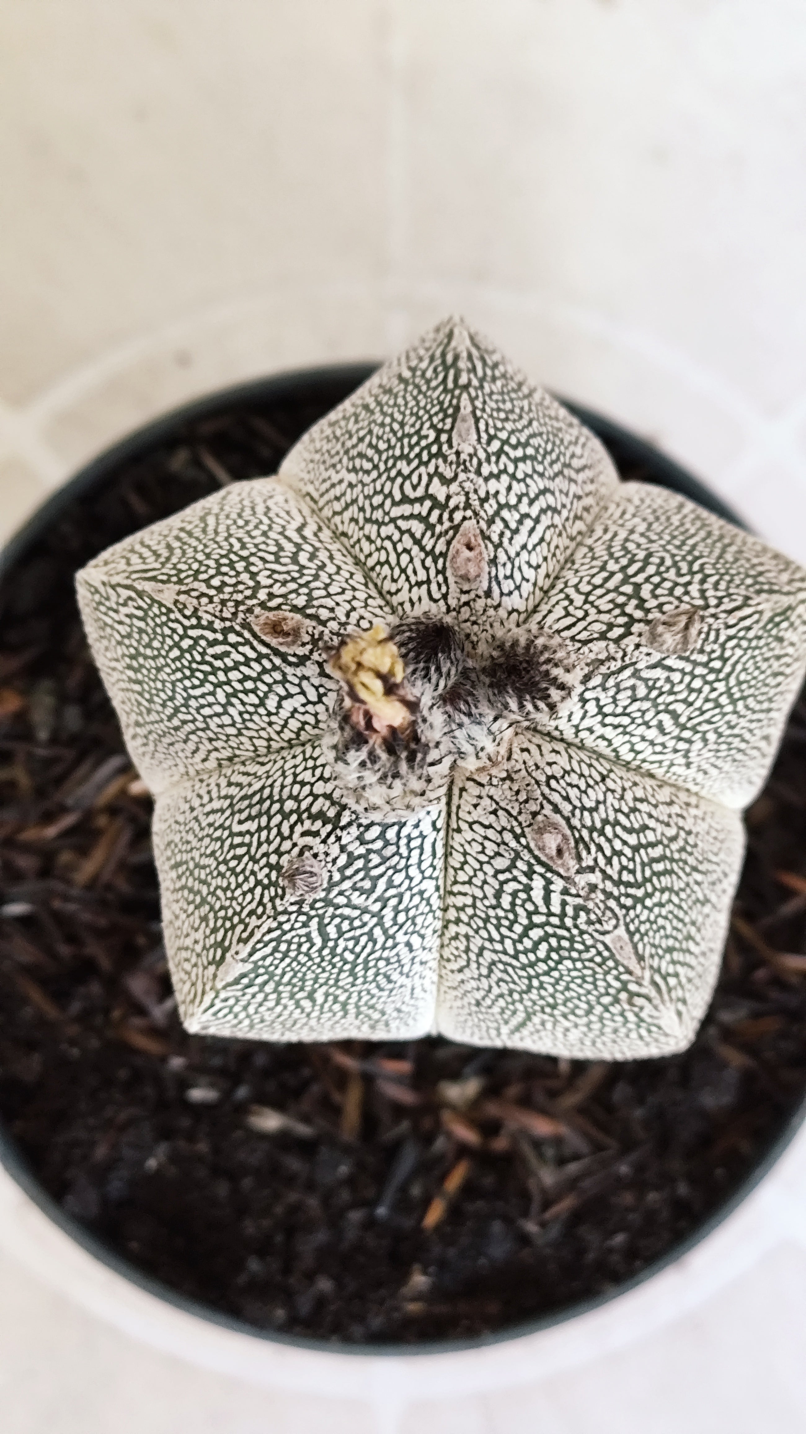 ASTROPHYTUM MYRIOSTIGMA Onzuka "VType" Nº 1390 – vaso 11