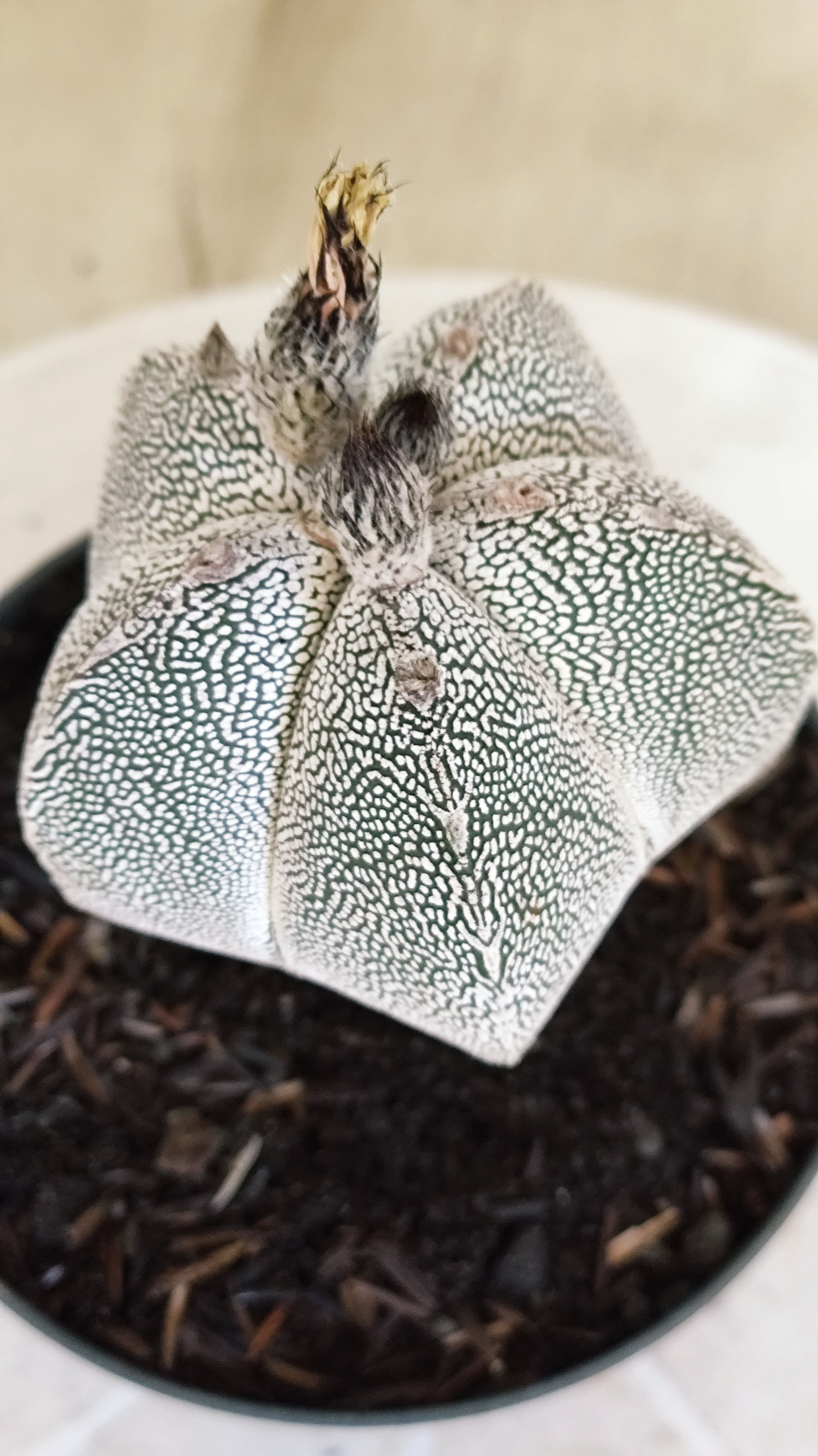 ASTROPHYTUM MYRIOSTIGMA Onzuka "VType" Nº 1390 – vaso 11