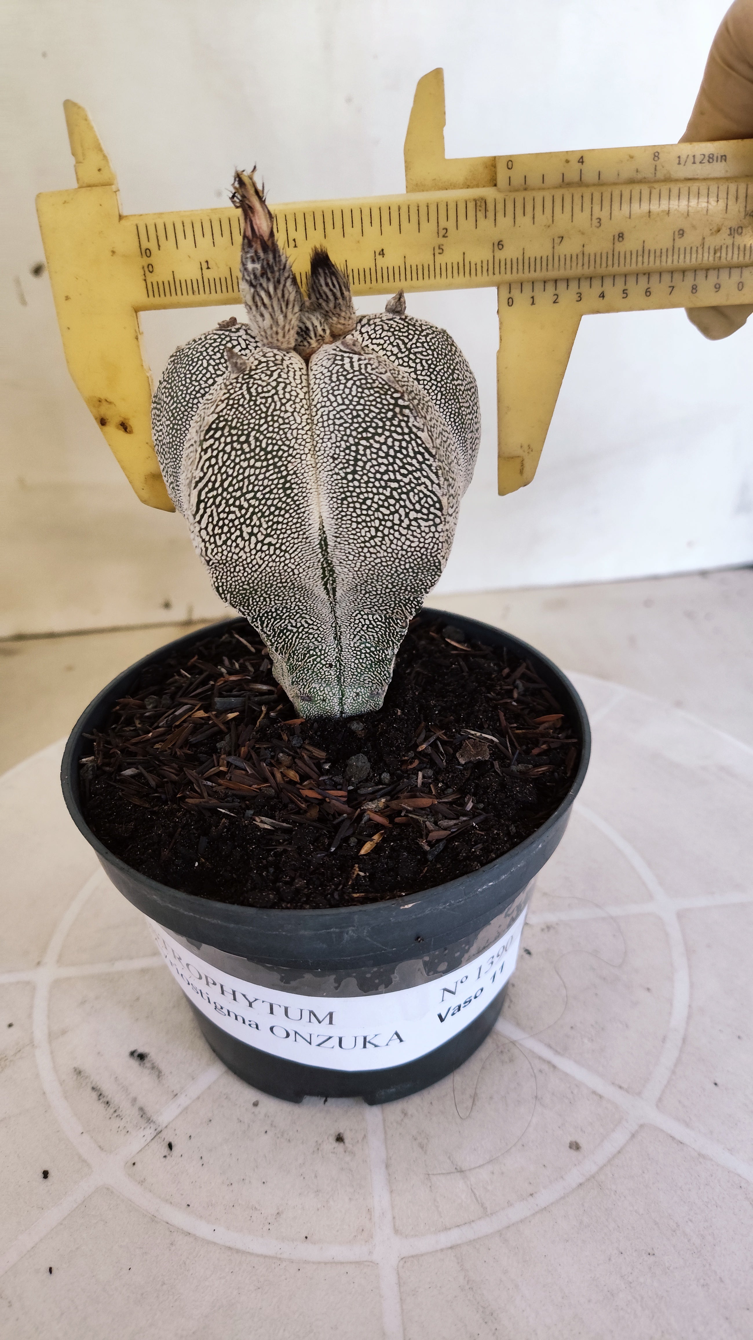 ASTROPHYTUM MYRIOSTIGMA Onzuka "VType" Nº 1390 – vaso 11