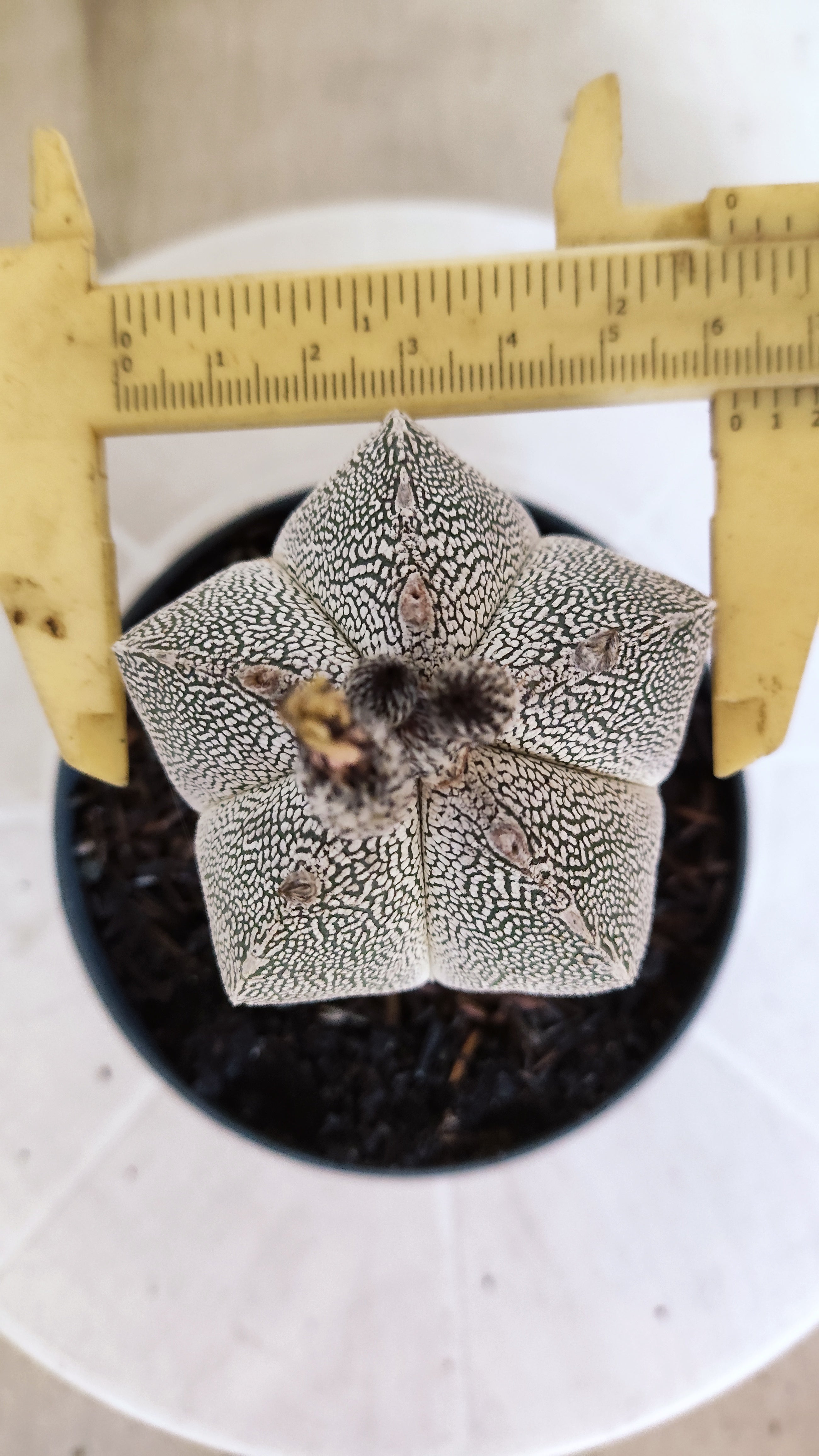 ASTROPHYTUM MYRIOSTIGMA Onzuka "VType" Nº 1390 – vaso 11