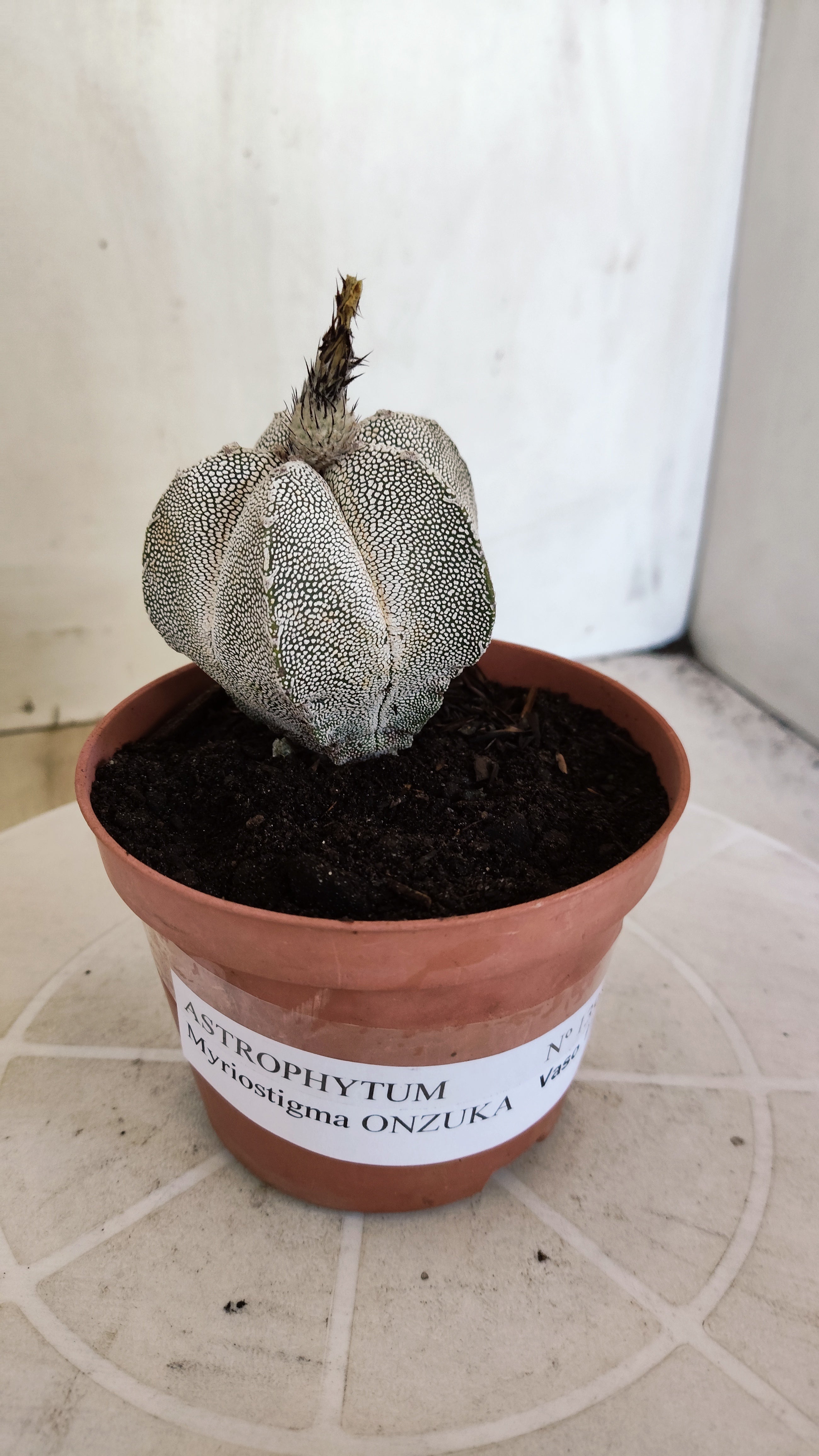 ASTROPHYTUM MYRIOSTIGMA Onzuka "VType" Nº 1391 – vaso 11