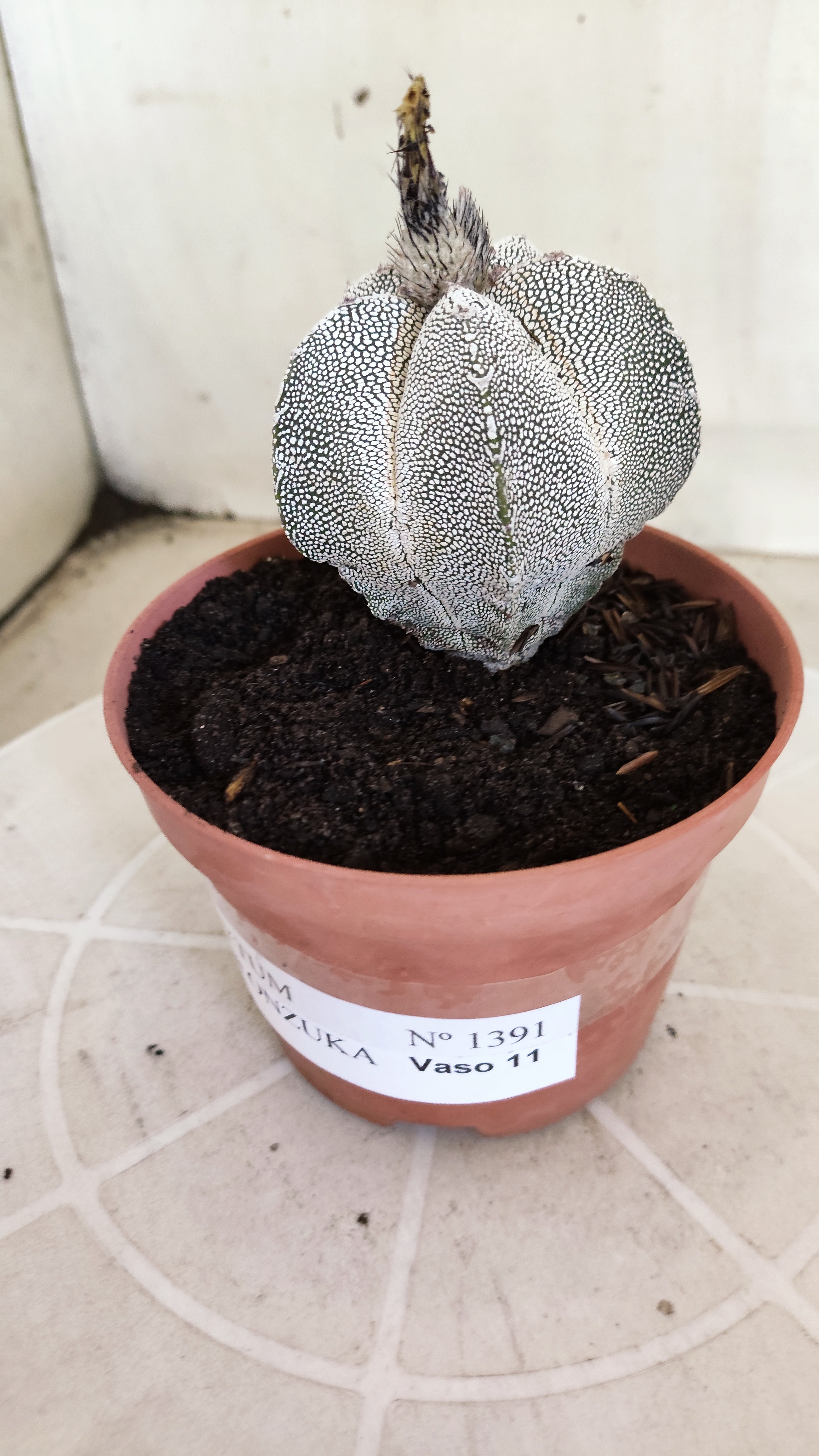 ASTROPHYTUM MYRIOSTIGMA Onzuka "VType" Nº 1391 – vaso 11