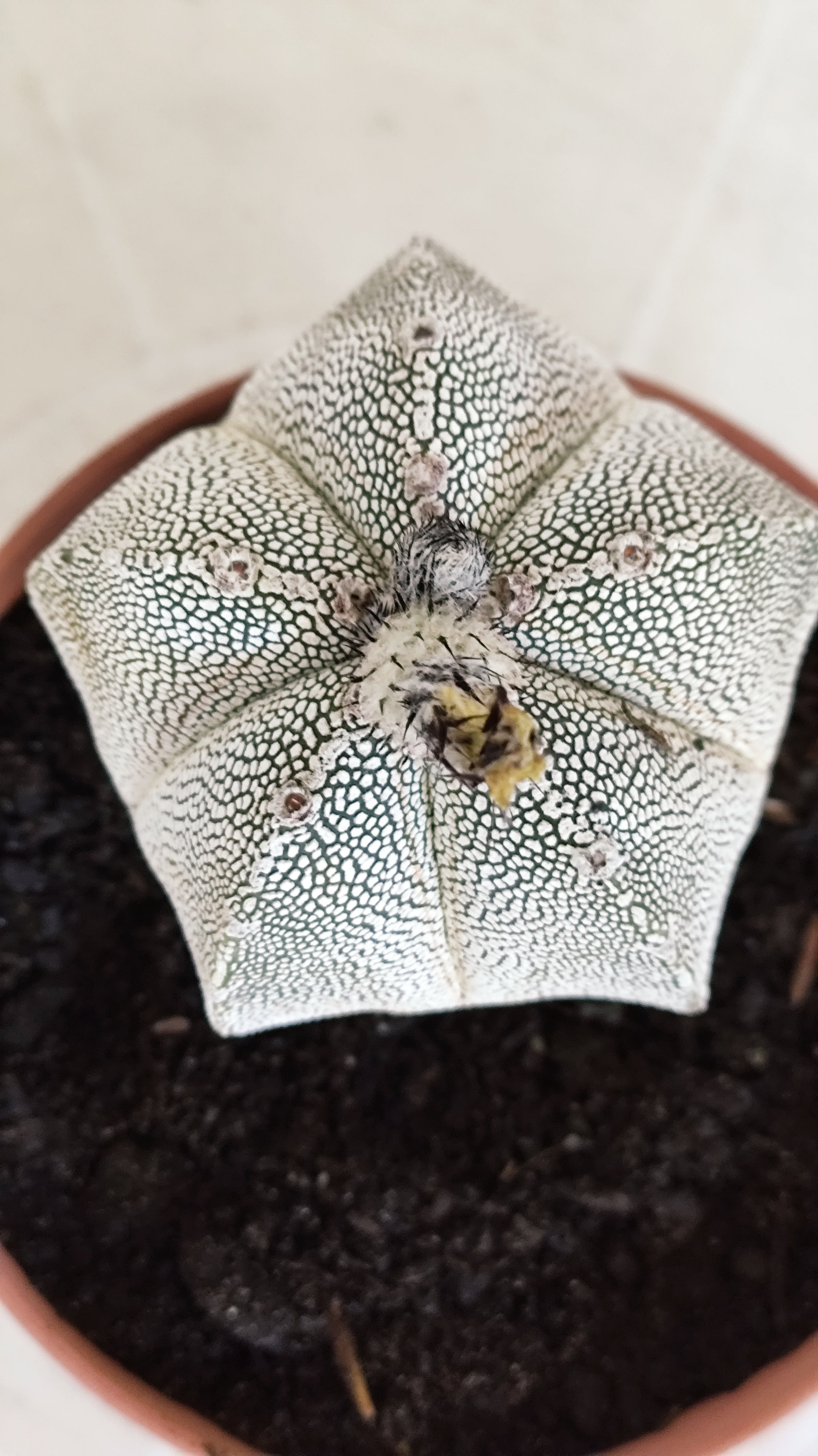 ASTROPHYTUM MYRIOSTIGMA Onzuka "VType" Nº 1391 – vaso 11