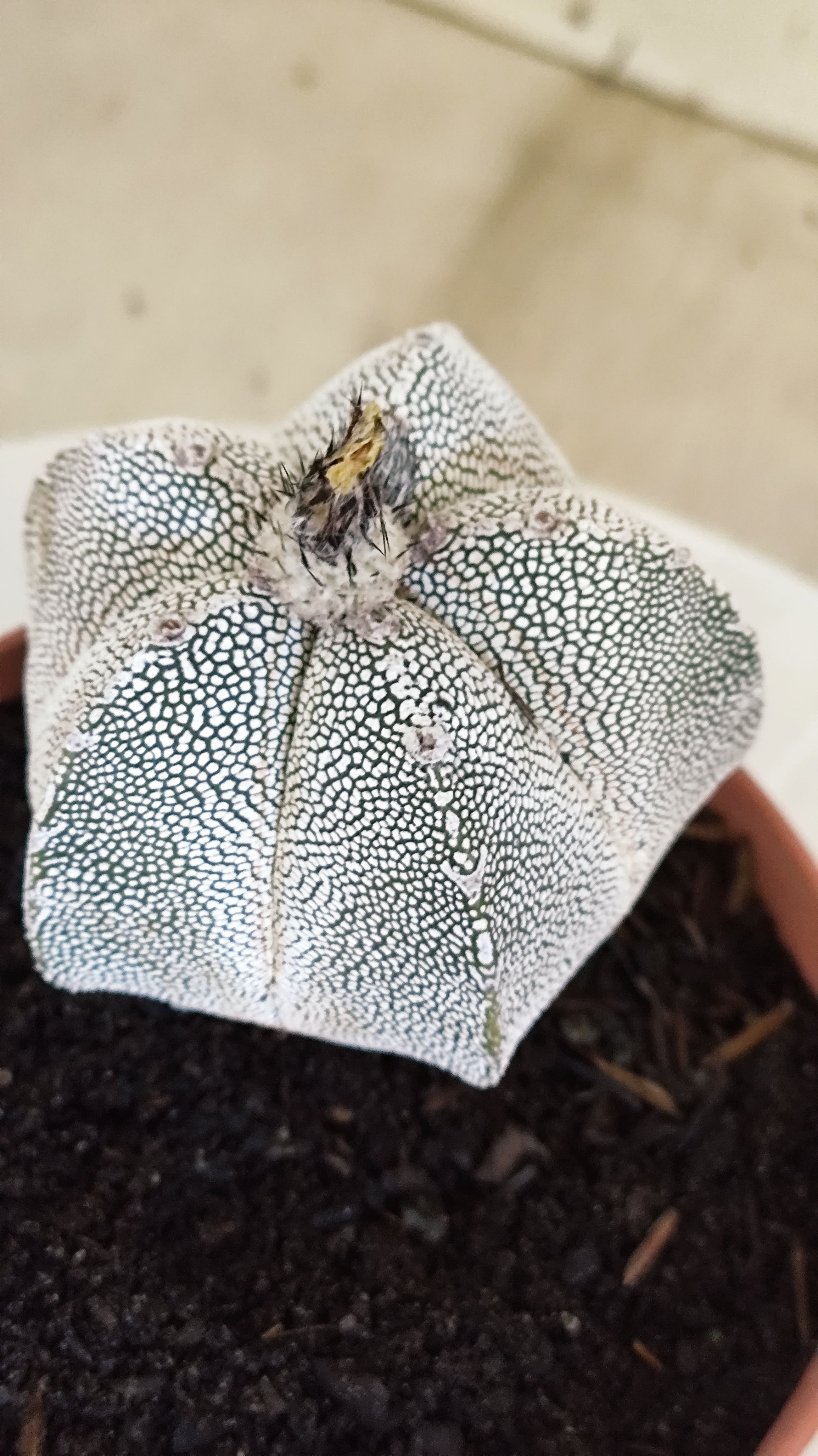 ASTROPHYTUM MYRIOSTIGMA Onzuka "VType" Nº 1391 – vaso 11
