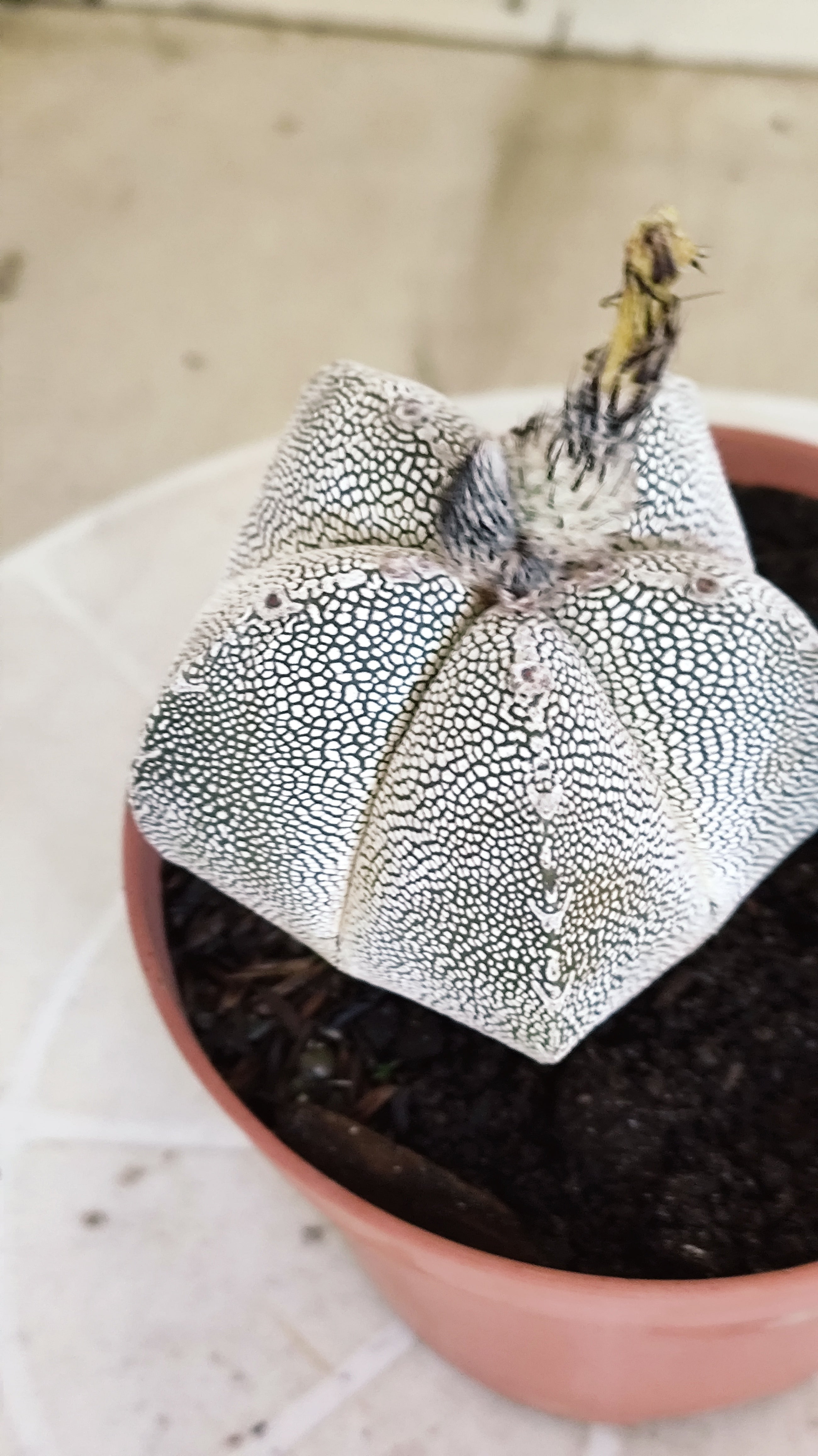 ASTROPHYTUM MYRIOSTIGMA Onzuka "VType" Nº 1391 – vaso 11