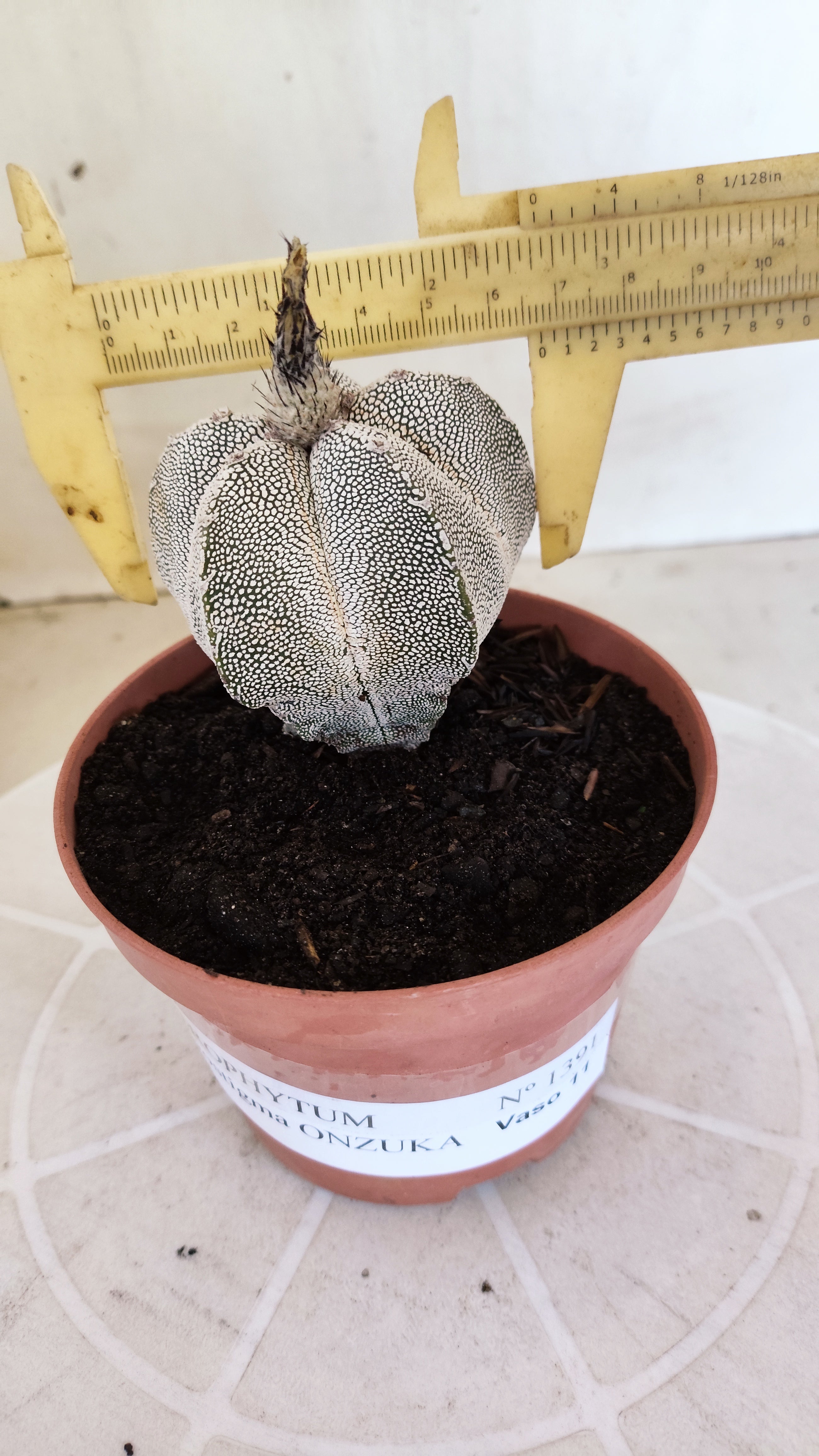 ASTROPHYTUM MYRIOSTIGMA Onzuka "VType" Nº 1391 – vaso 11