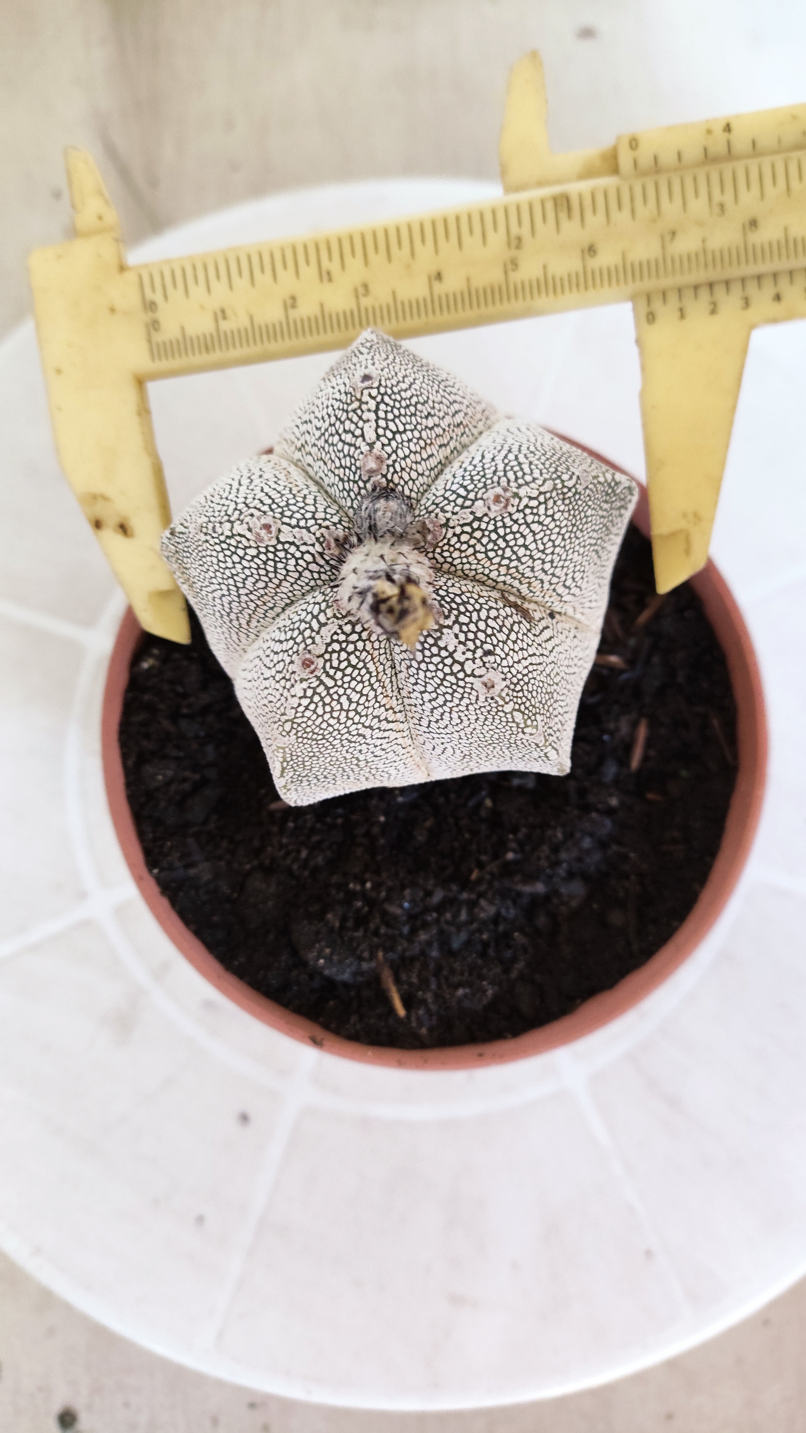 ASTROPHYTUM MYRIOSTIGMA Onzuka "VType" Nº 1391 – vaso 11