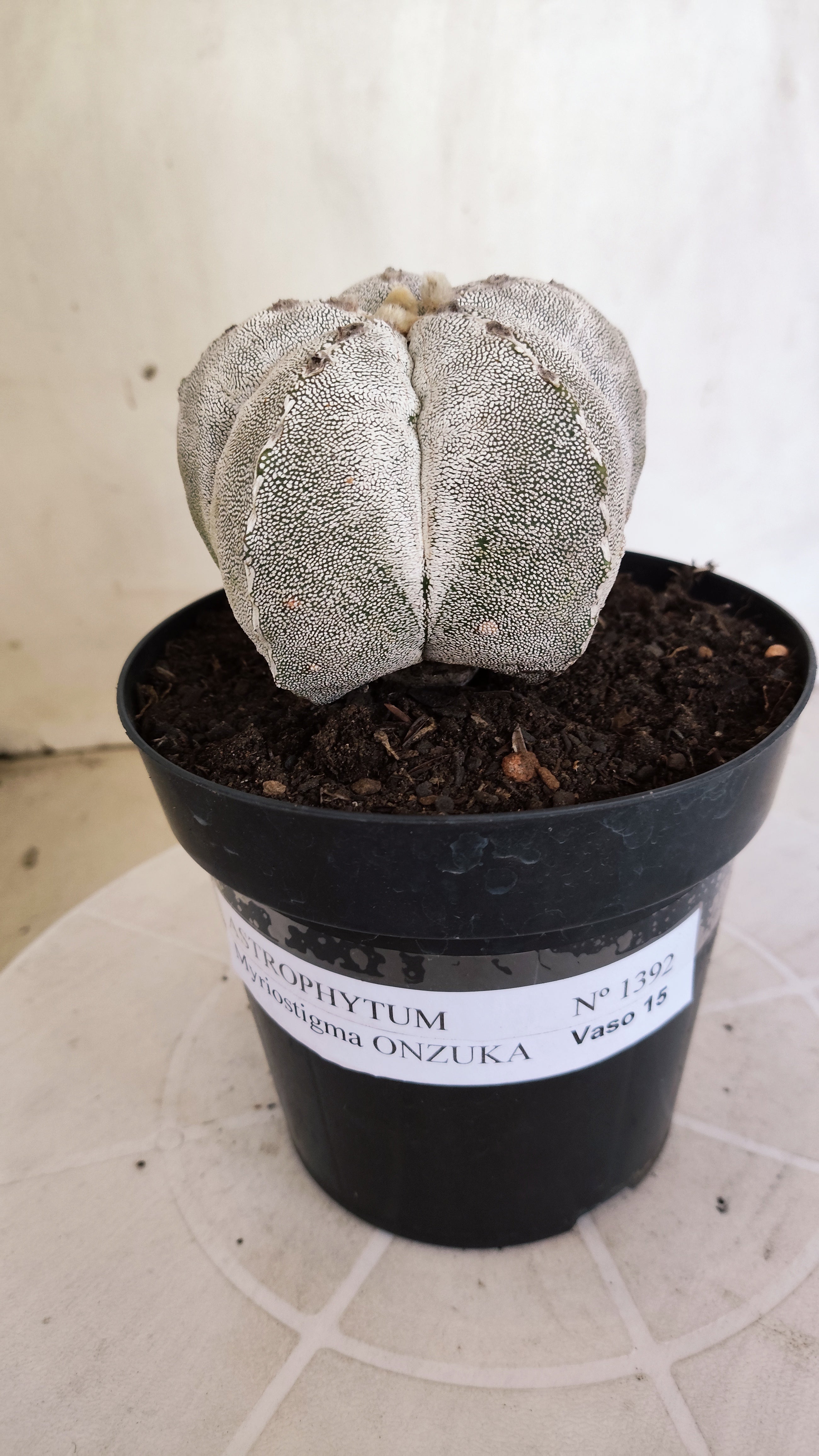 ASTROPHYTUM MYRIOSTIGMA Onzuka Nº 1392 – vaso 15