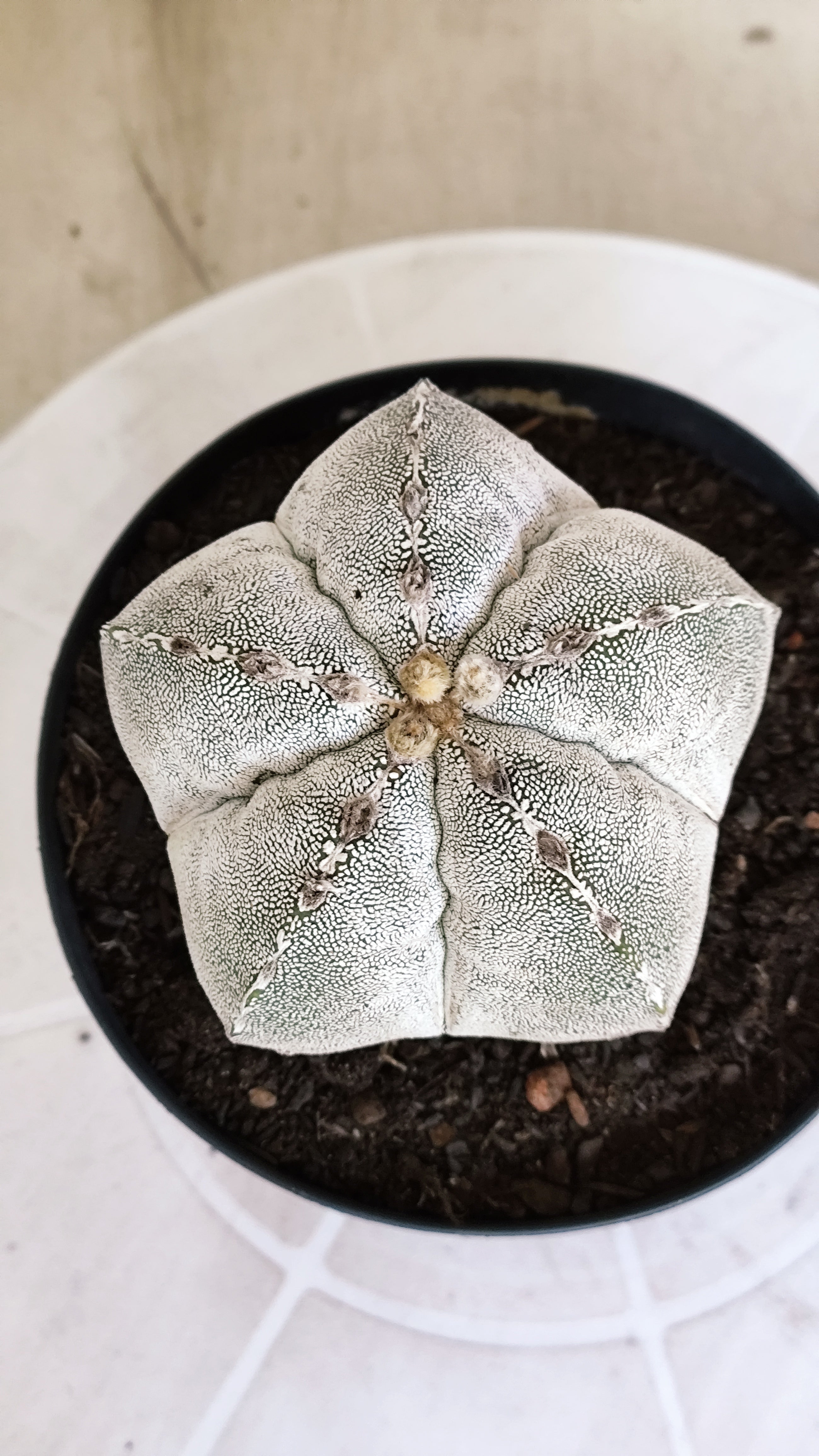 ASTROPHYTUM MYRIOSTIGMA Onzuka Nº 1392 – vaso 15