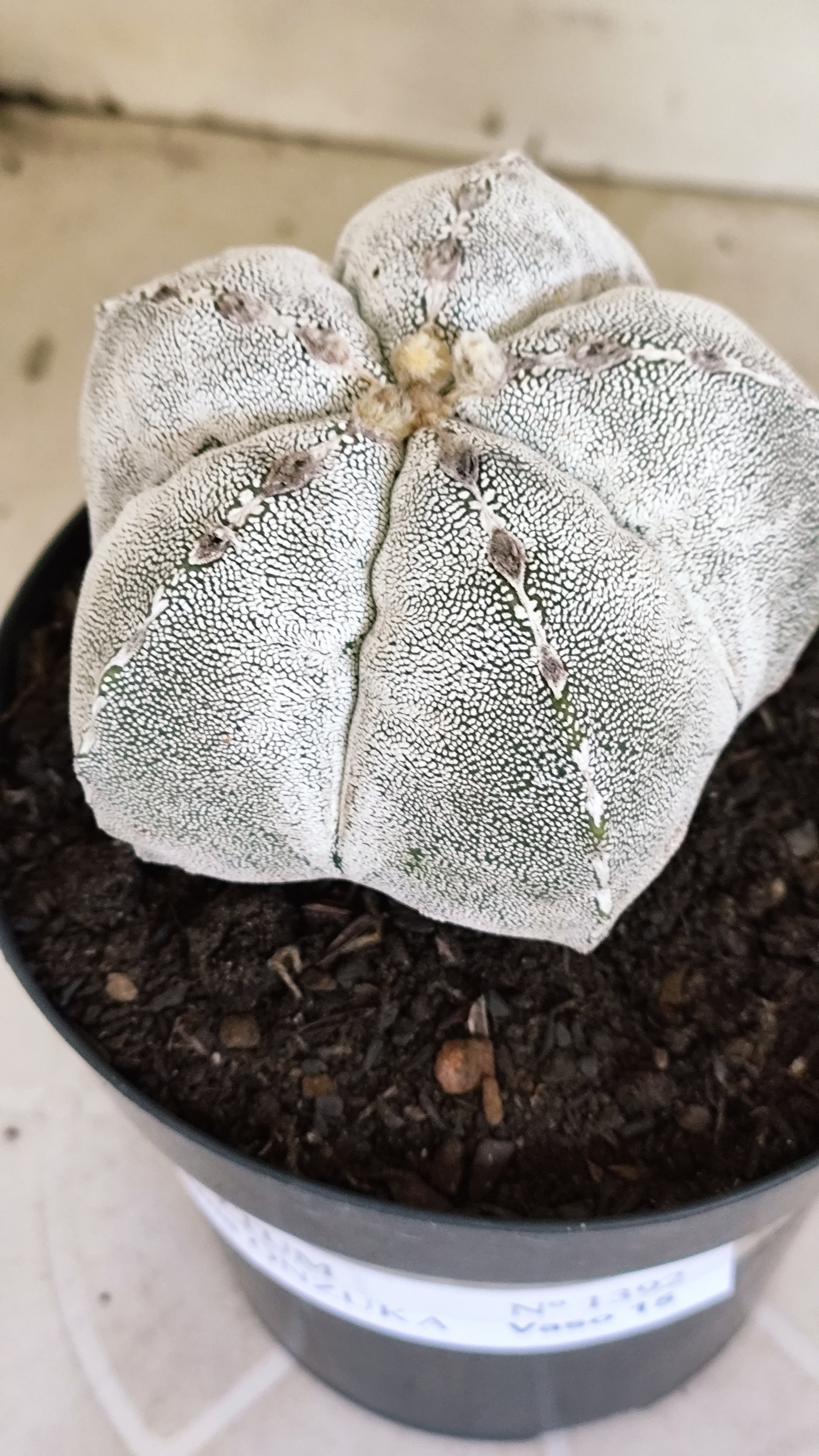 ASTROPHYTUM MYRIOSTIGMA Onzuka Nº 1392 – vaso 15