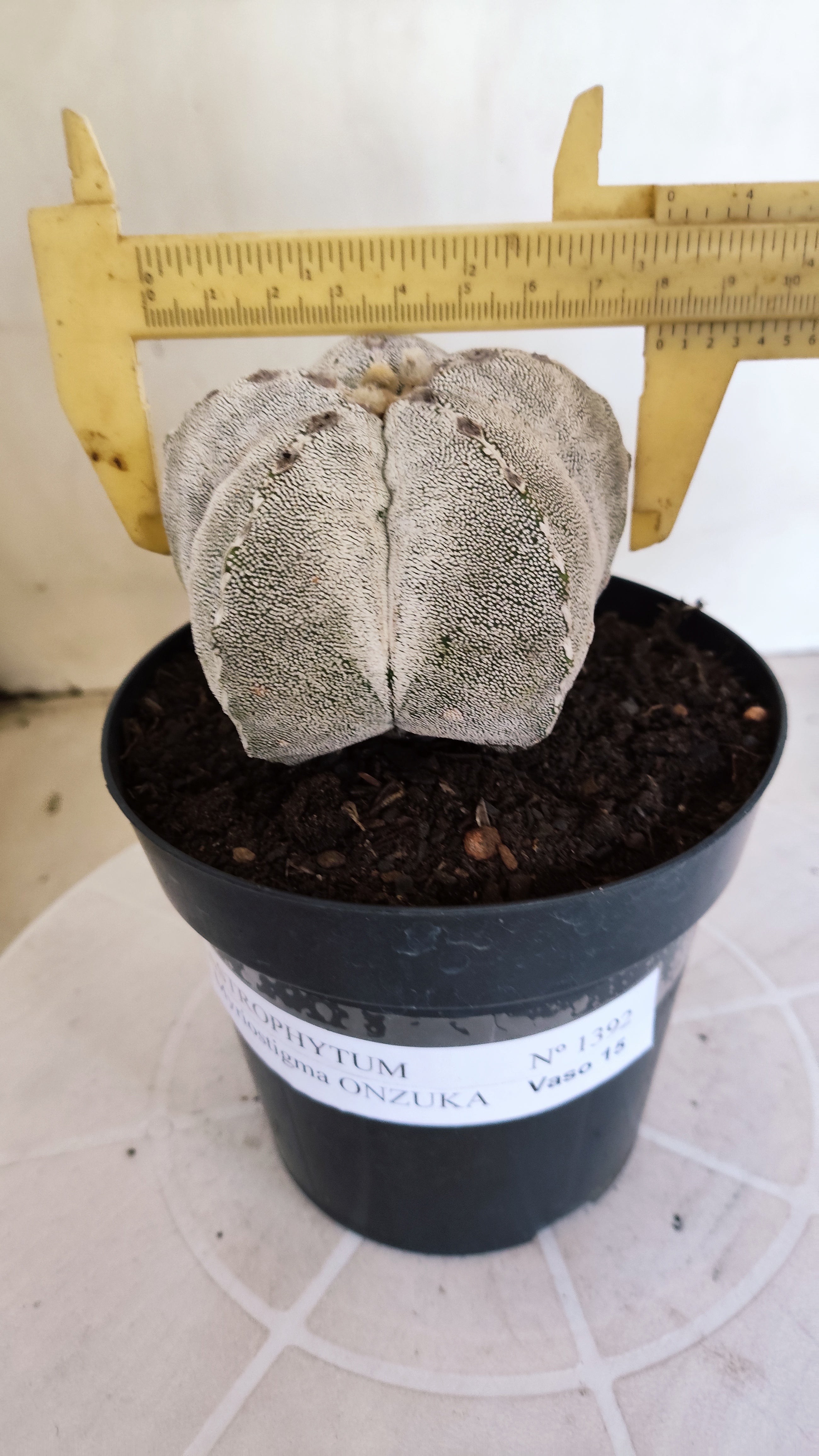 ASTROPHYTUM MYRIOSTIGMA Onzuka Nº 1392 – vaso 15