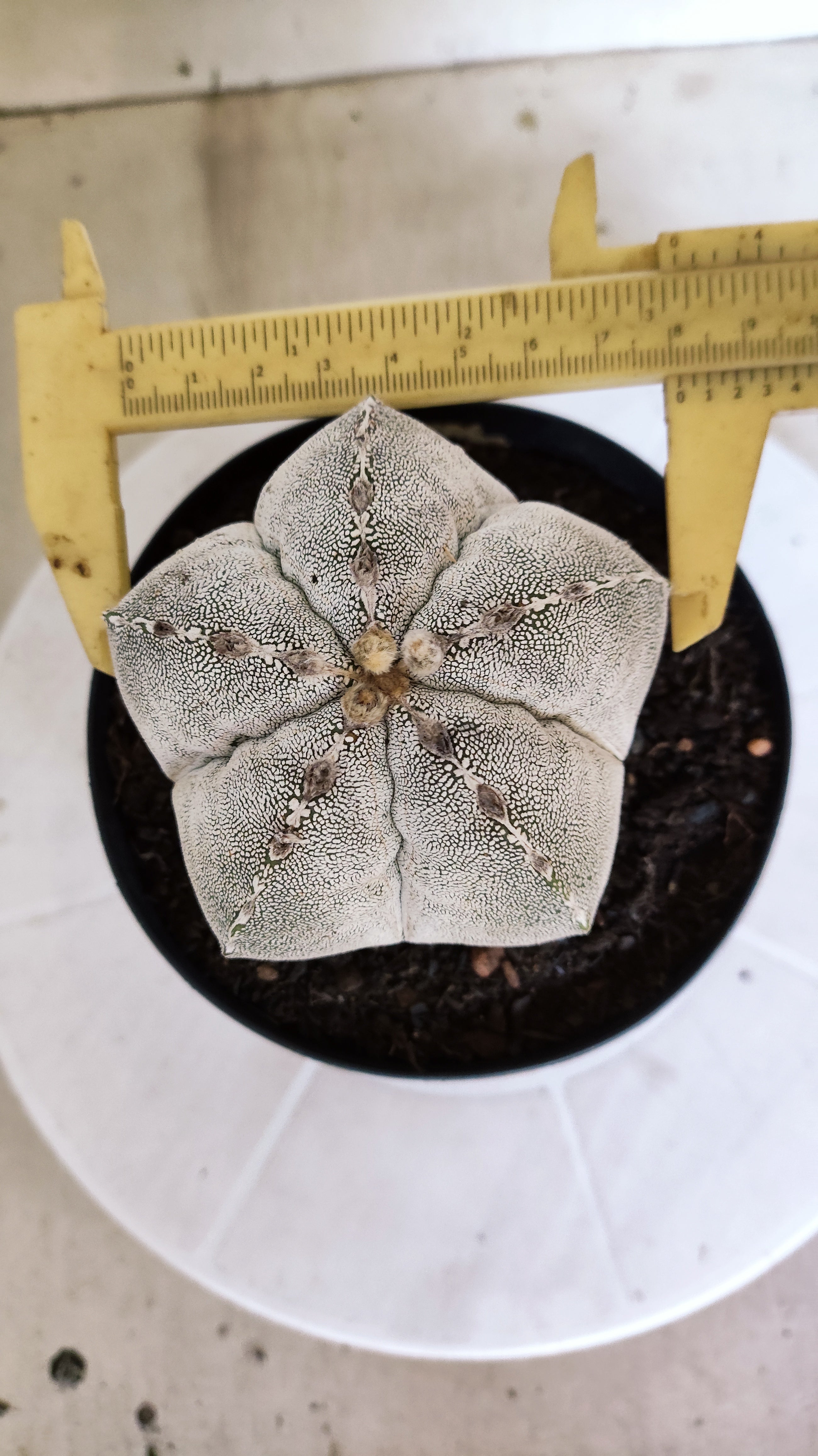 ASTROPHYTUM MYRIOSTIGMA Onzuka Nº 1392 – vaso 15