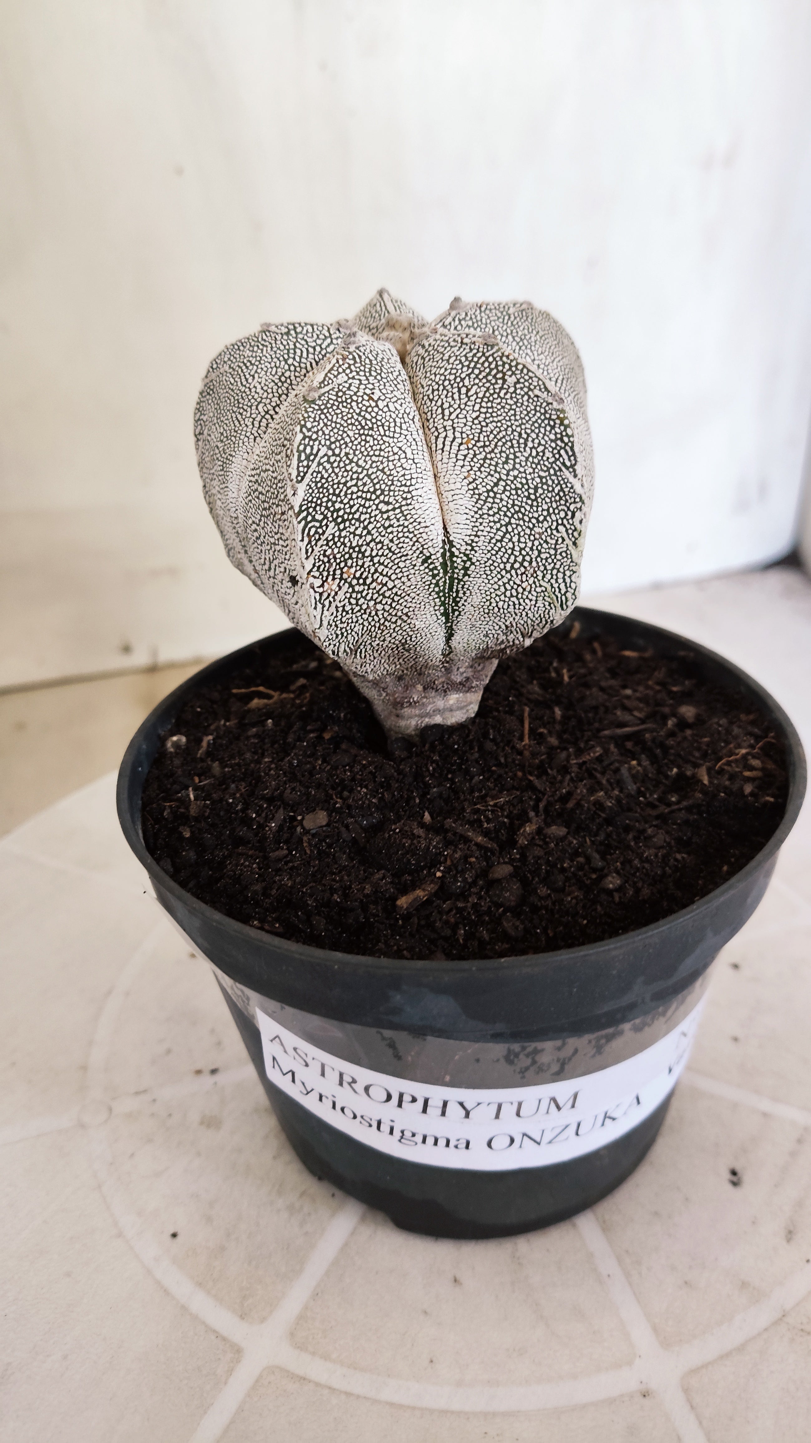 ASTROPHYTUM MYRIOSTIGMA Onzuka "VType" Nº 1393 – vaso 11