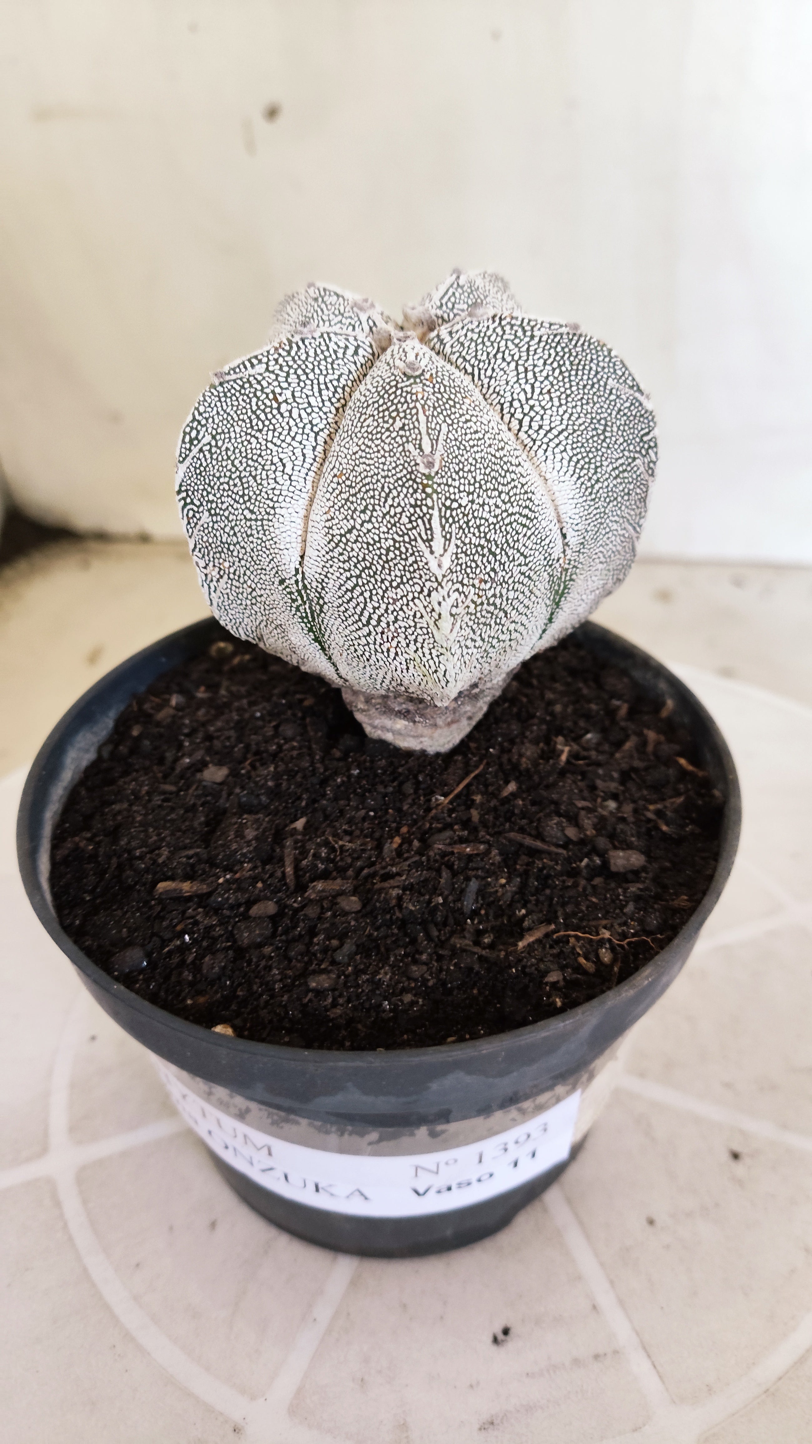 ASTROPHYTUM MYRIOSTIGMA Onzuka "VType" Nº 1393 – vaso 11