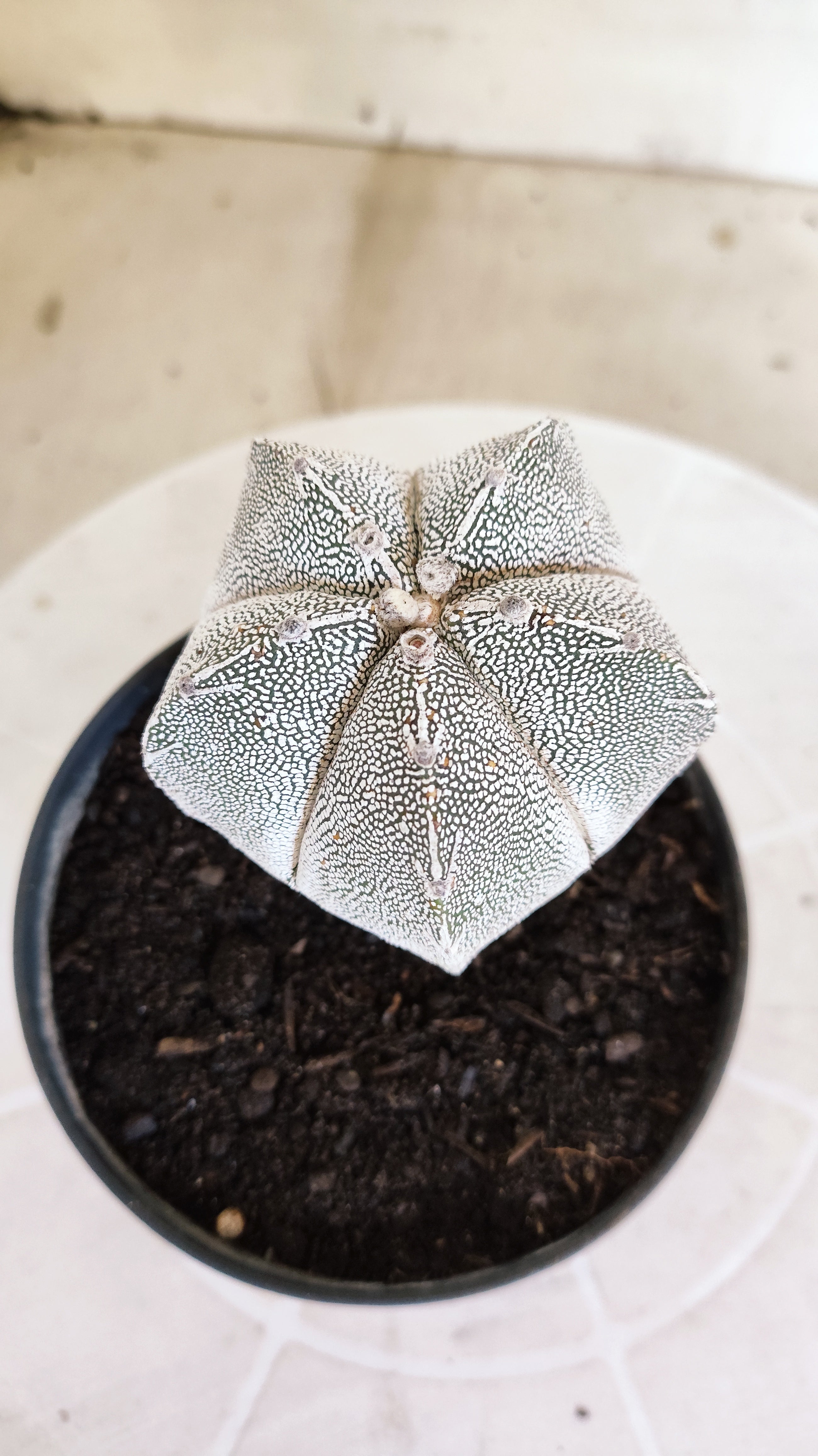 ASTROPHYTUM MYRIOSTIGMA Onzuka "VType" Nº 1393 – vaso 11