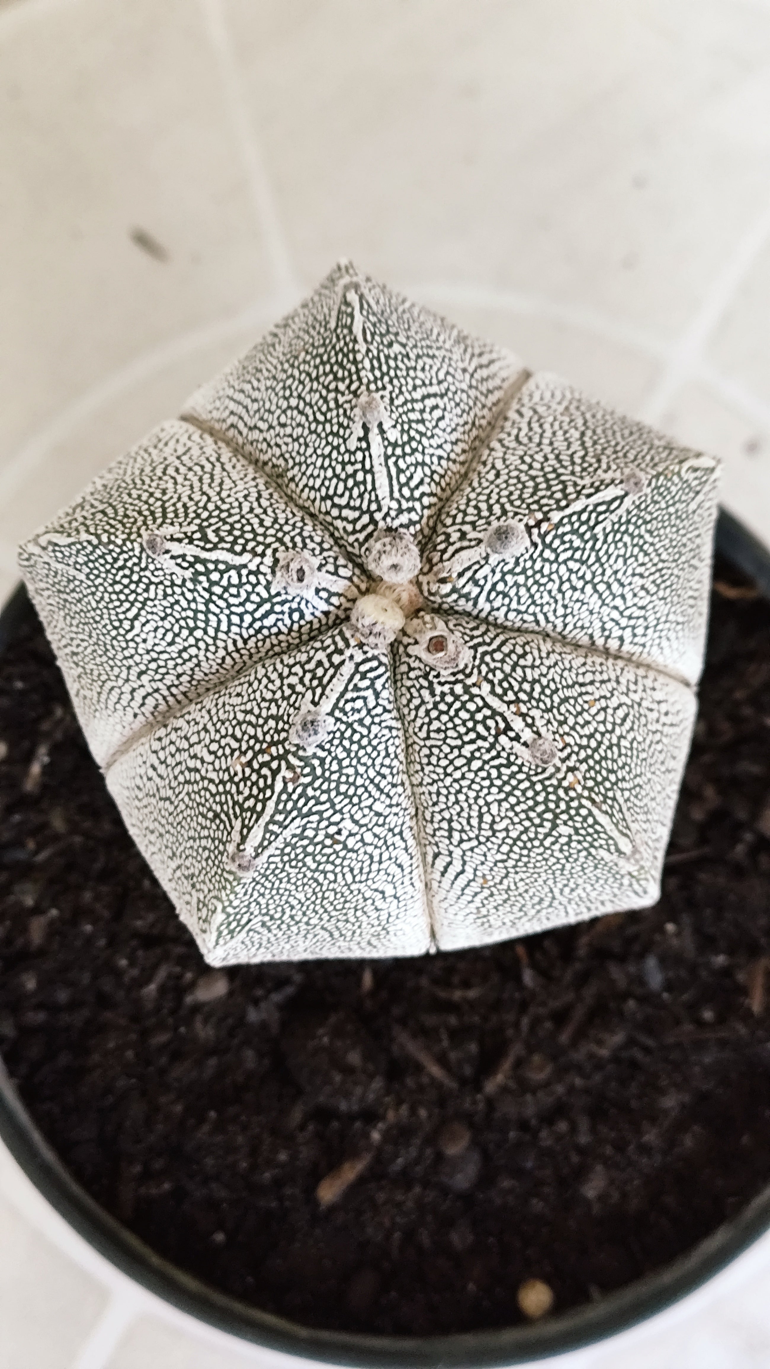 ASTROPHYTUM MYRIOSTIGMA Onzuka "VType" Nº 1393 – vaso 11