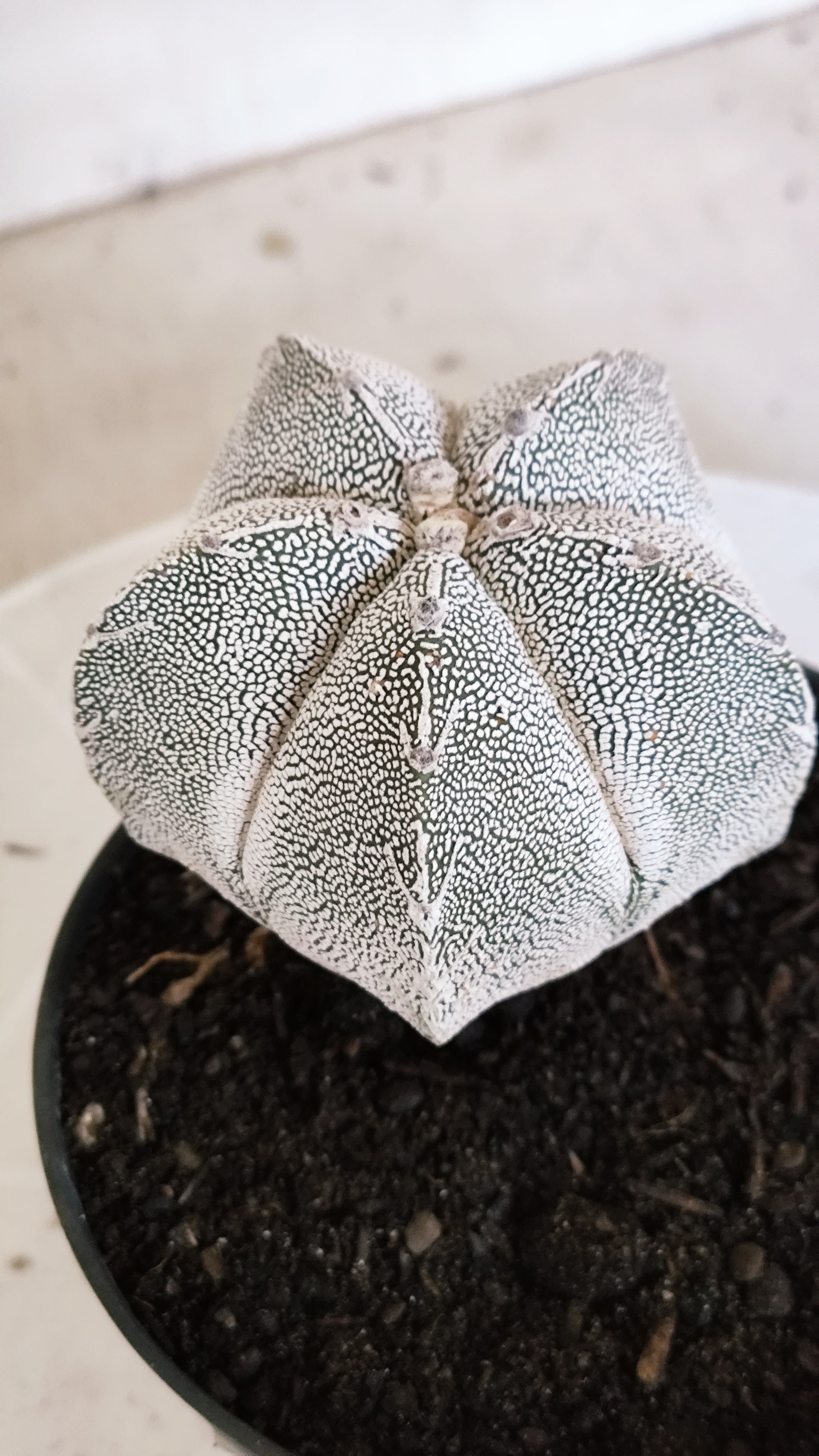 ASTROPHYTUM MYRIOSTIGMA Onzuka "VType" Nº 1393 – vaso 11