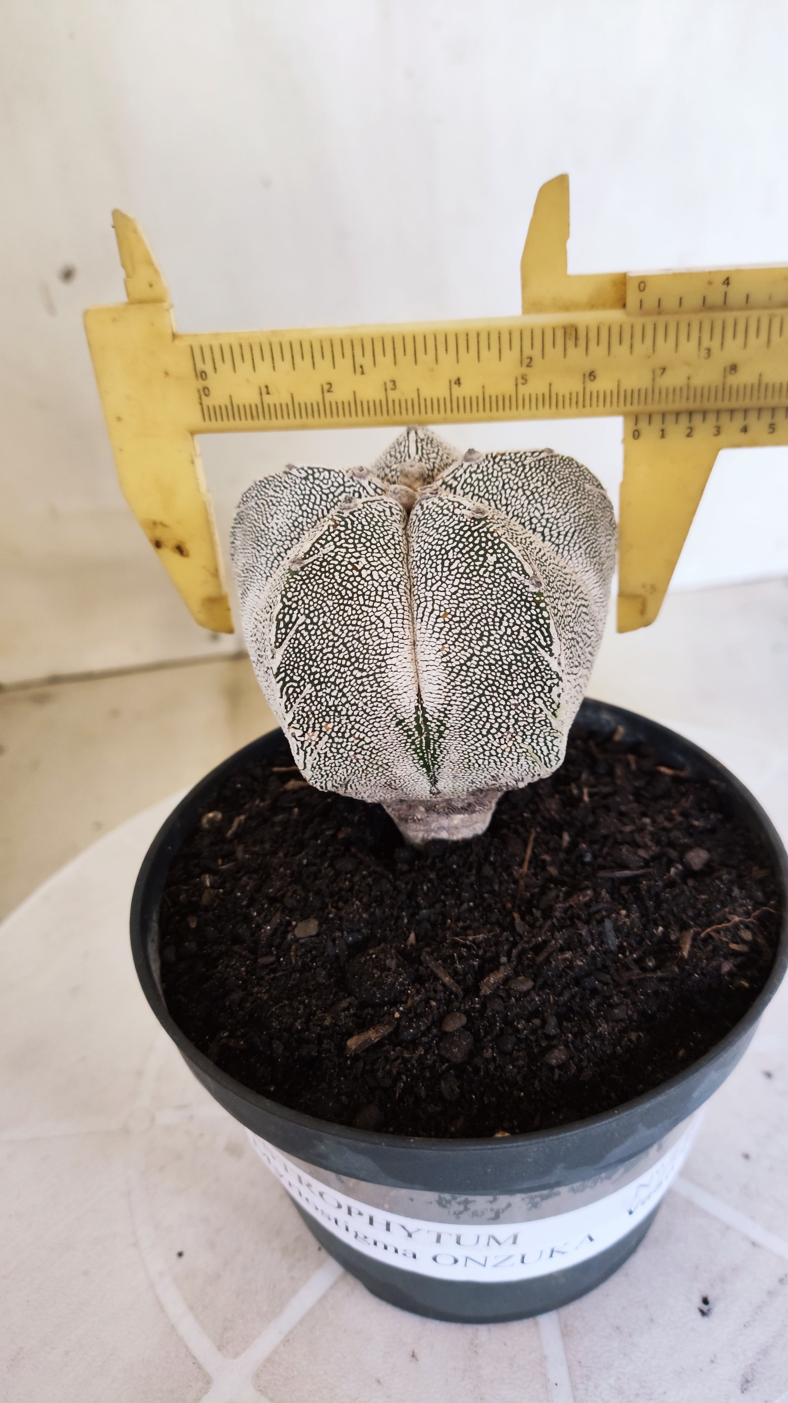 ASTROPHYTUM MYRIOSTIGMA Onzuka "VType" Nº 1393 – vaso 11