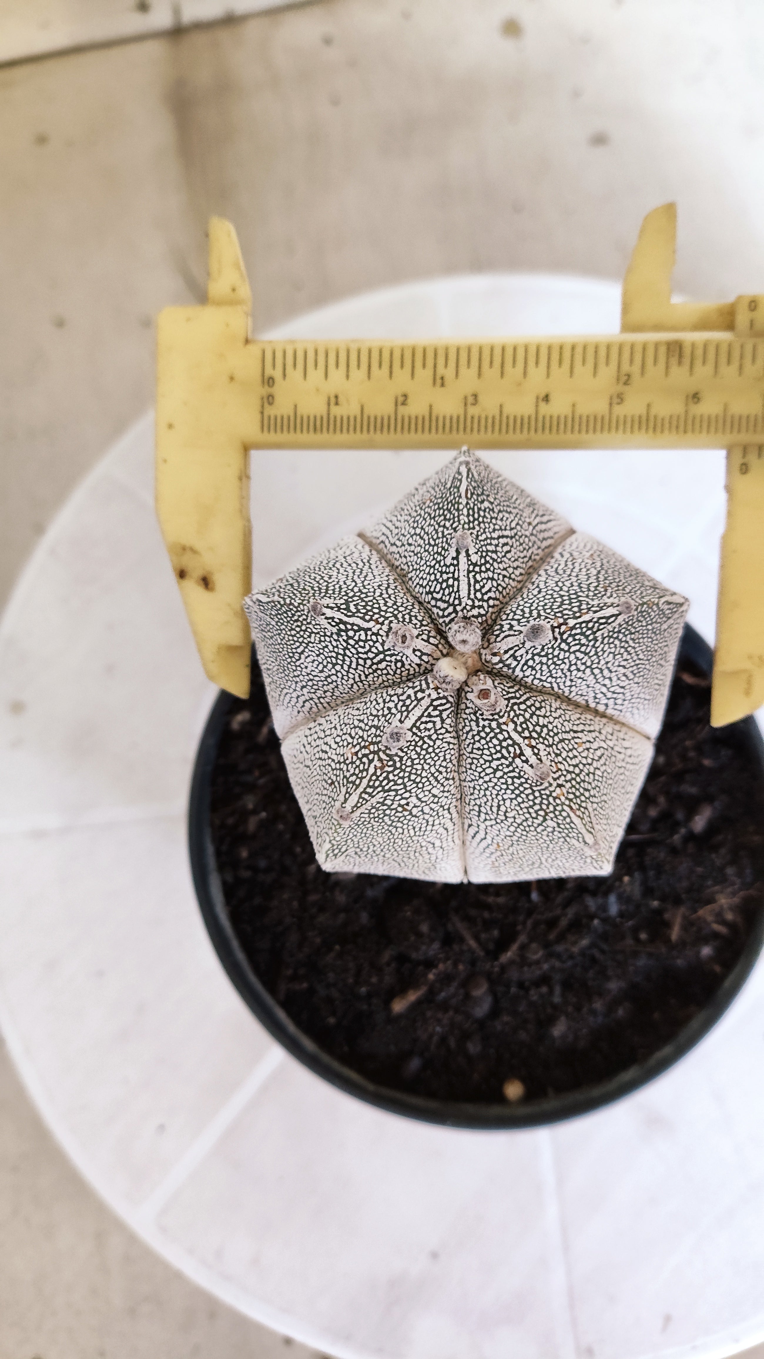 ASTROPHYTUM MYRIOSTIGMA Onzuka "VType" Nº 1393 – vaso 11