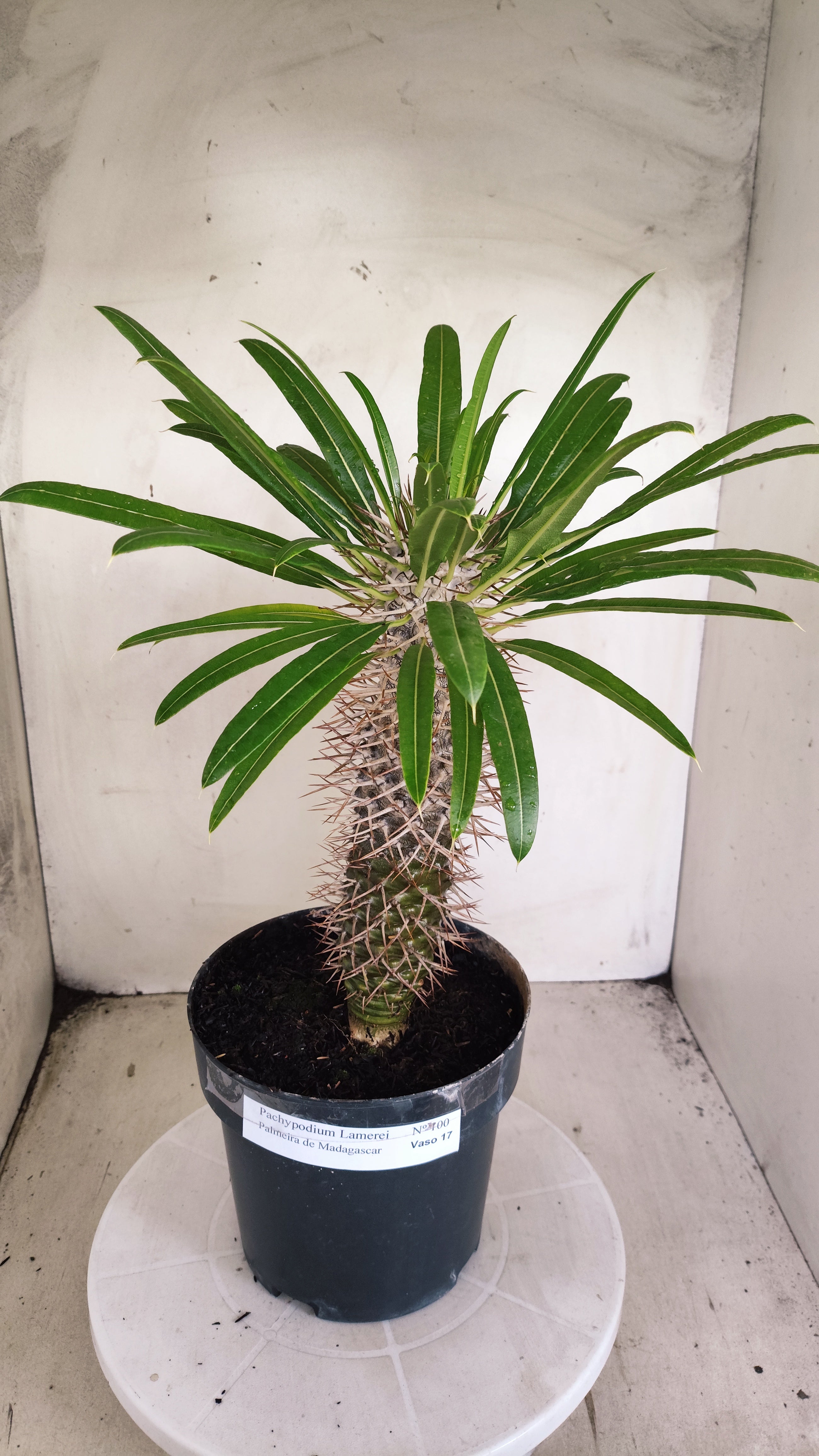 Pachypodium Lamerei "Palmeira de Madagascar" - Nº 100 - vaso 17
