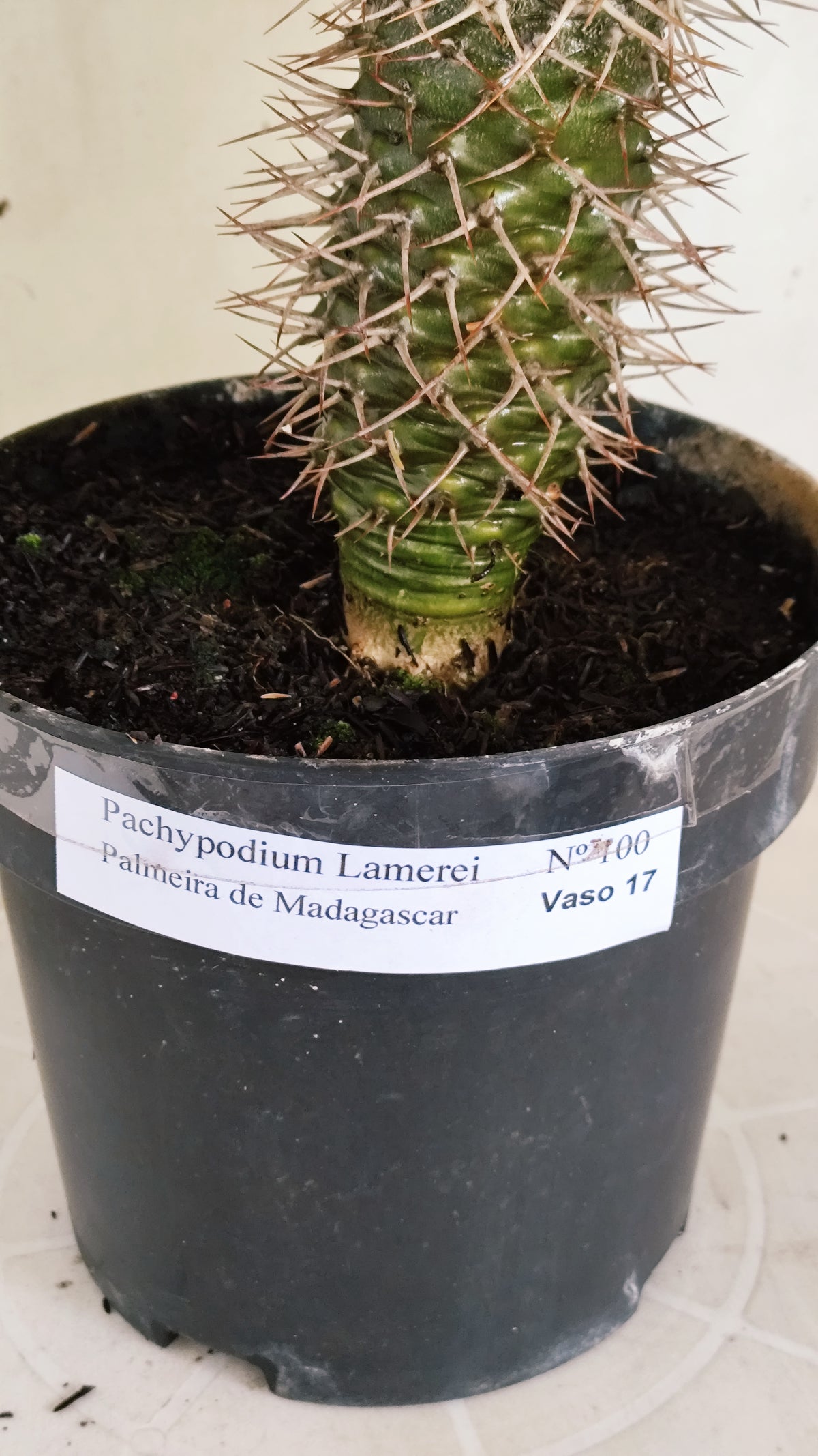 Pachypodium Lamerei "Palmeira de Madagascar" - Nº 100 - vaso 17