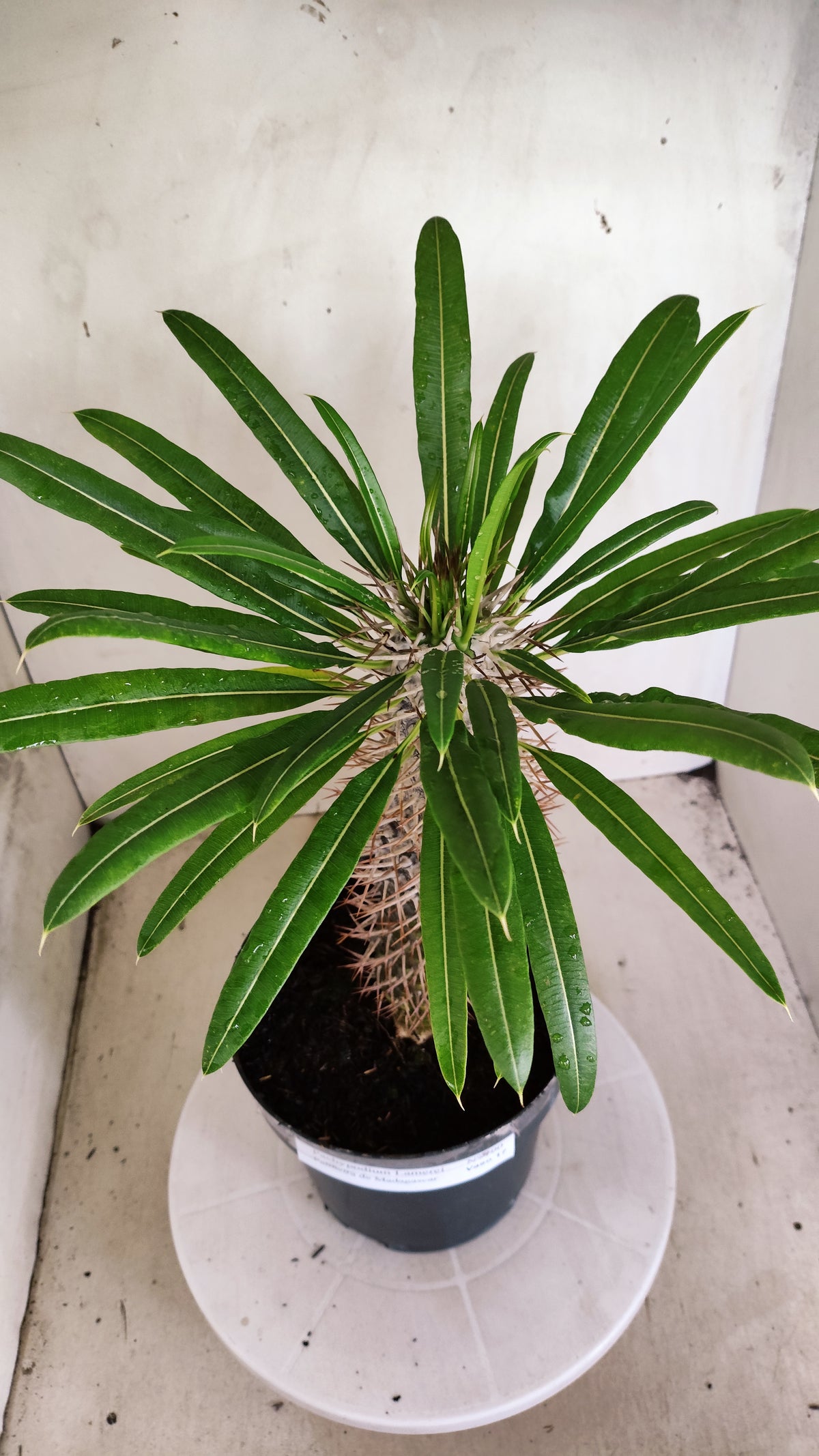 Pachypodium Lamerei "Palmeira de Madagascar" - Nº 100 - vaso 17