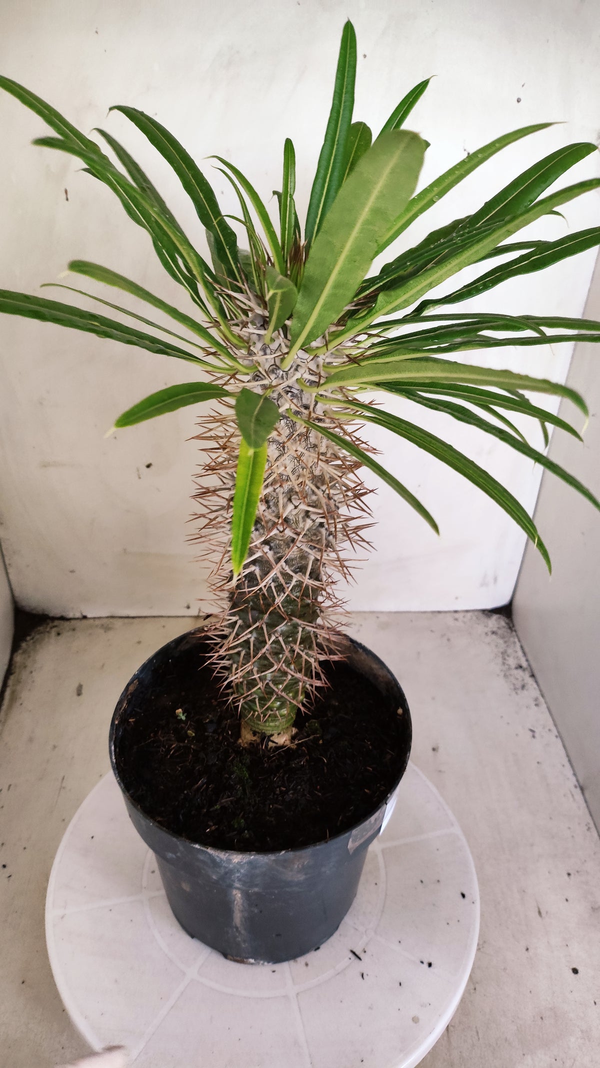 Pachypodium Lamerei "Palmeira de Madagascar" - Nº 100 - vaso 17