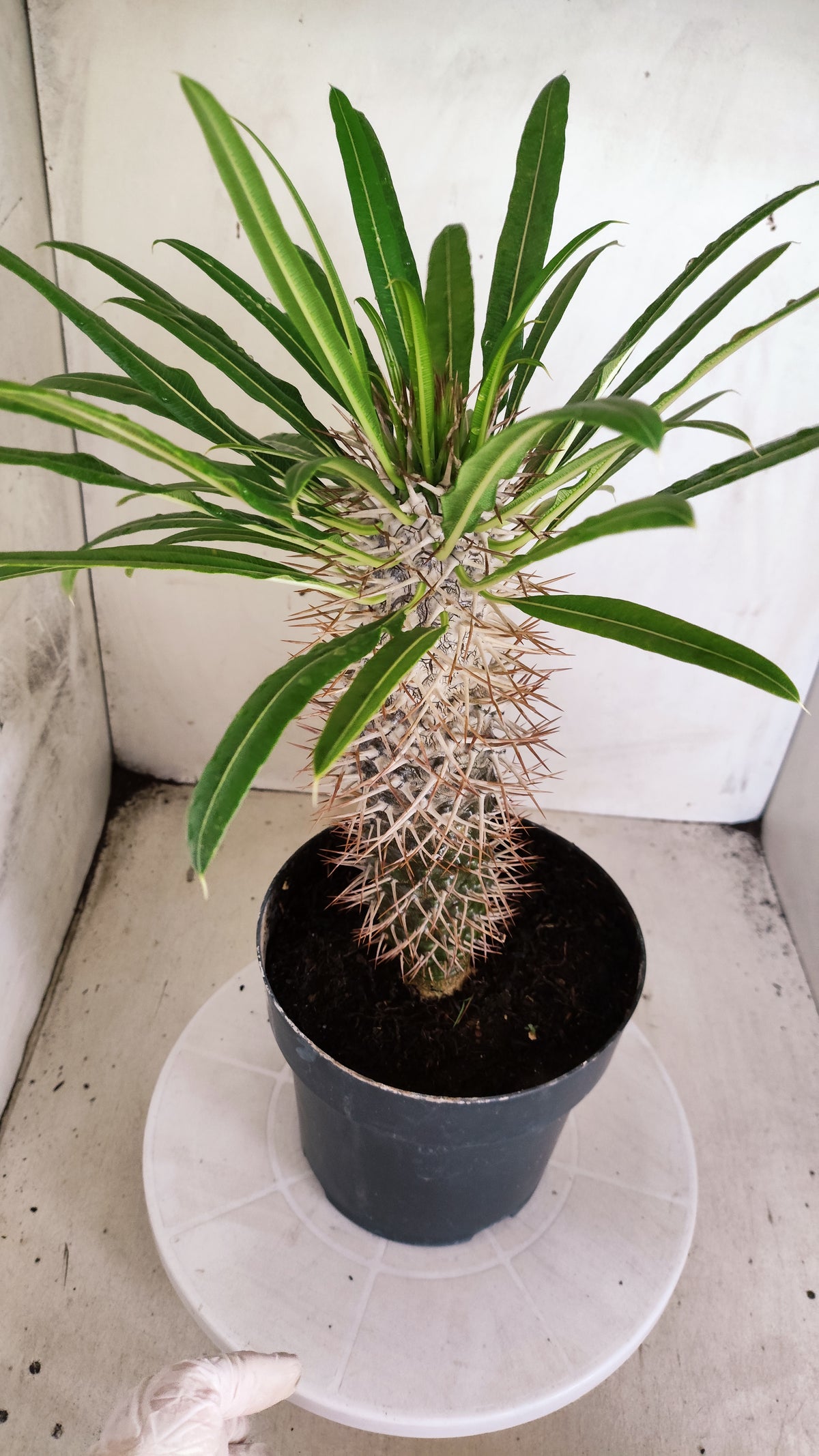 Pachypodium Lamerei "Palmeira de Madagascar" - Nº 100 - vaso 17