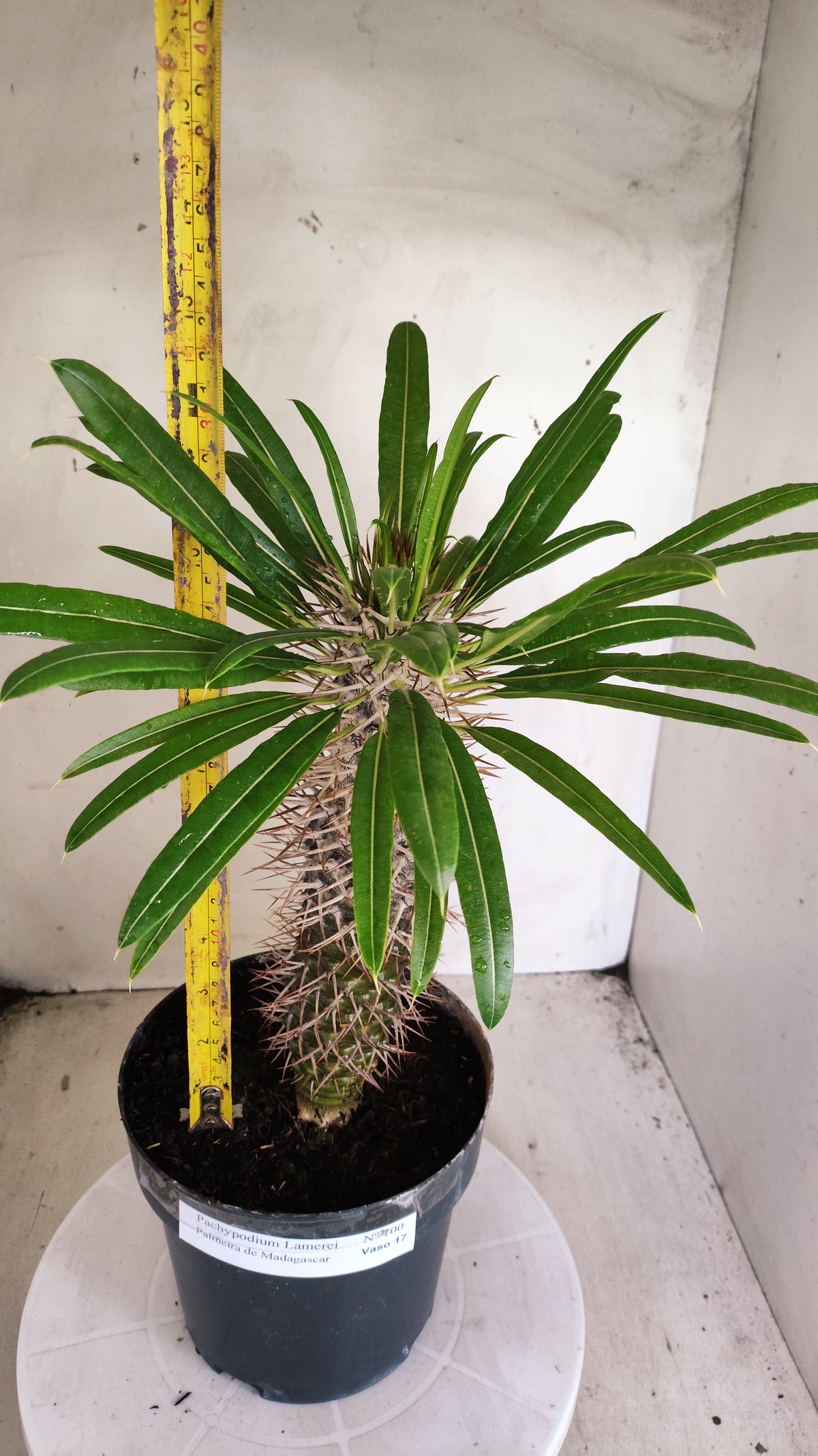 Pachypodium Lamerei "Palmeira de Madagascar" - Nº 100 - vaso 17