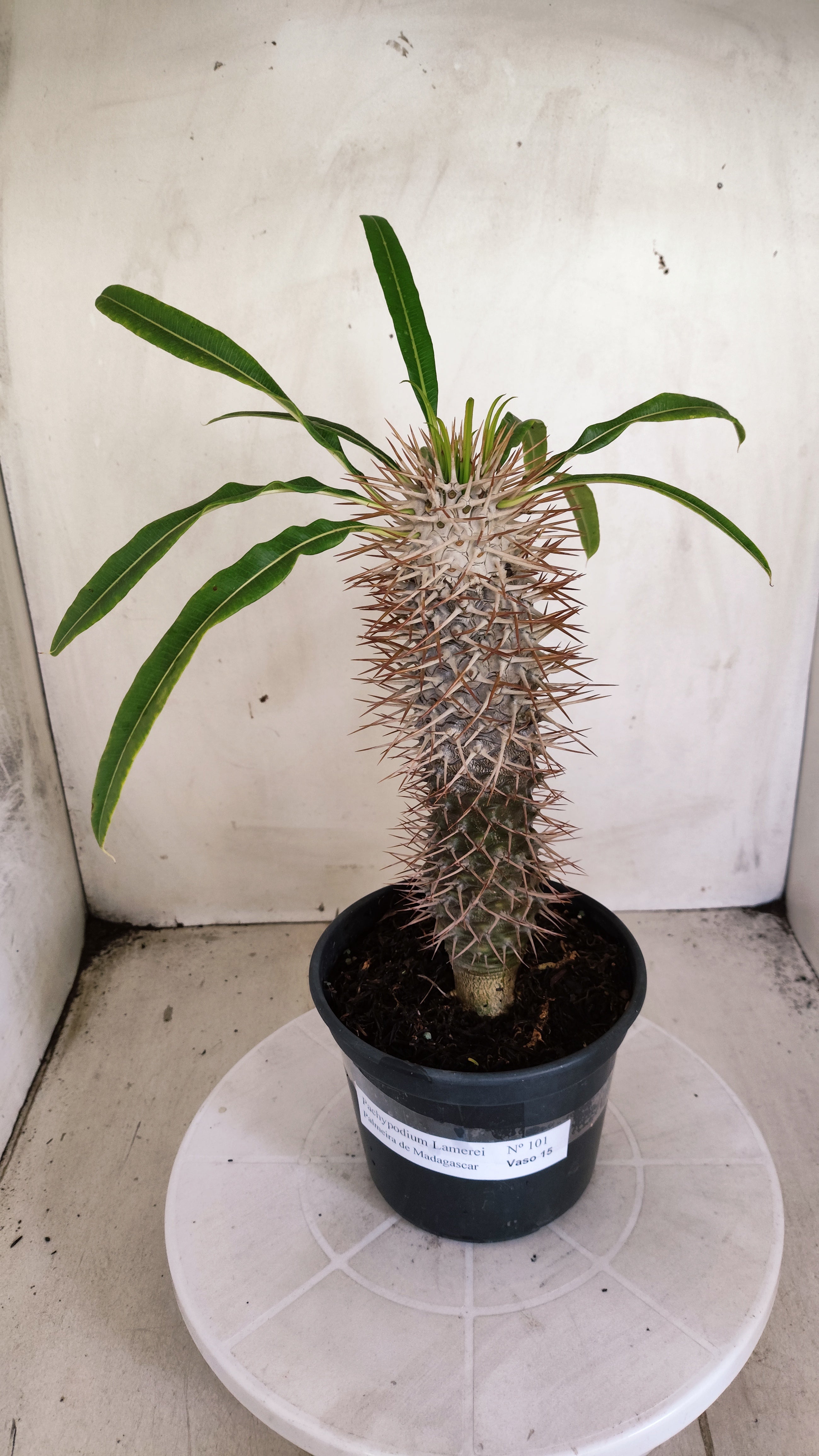 Pachypodium Lamerei "Palmeira de Madagascar" - Nº 101 - vaso 15