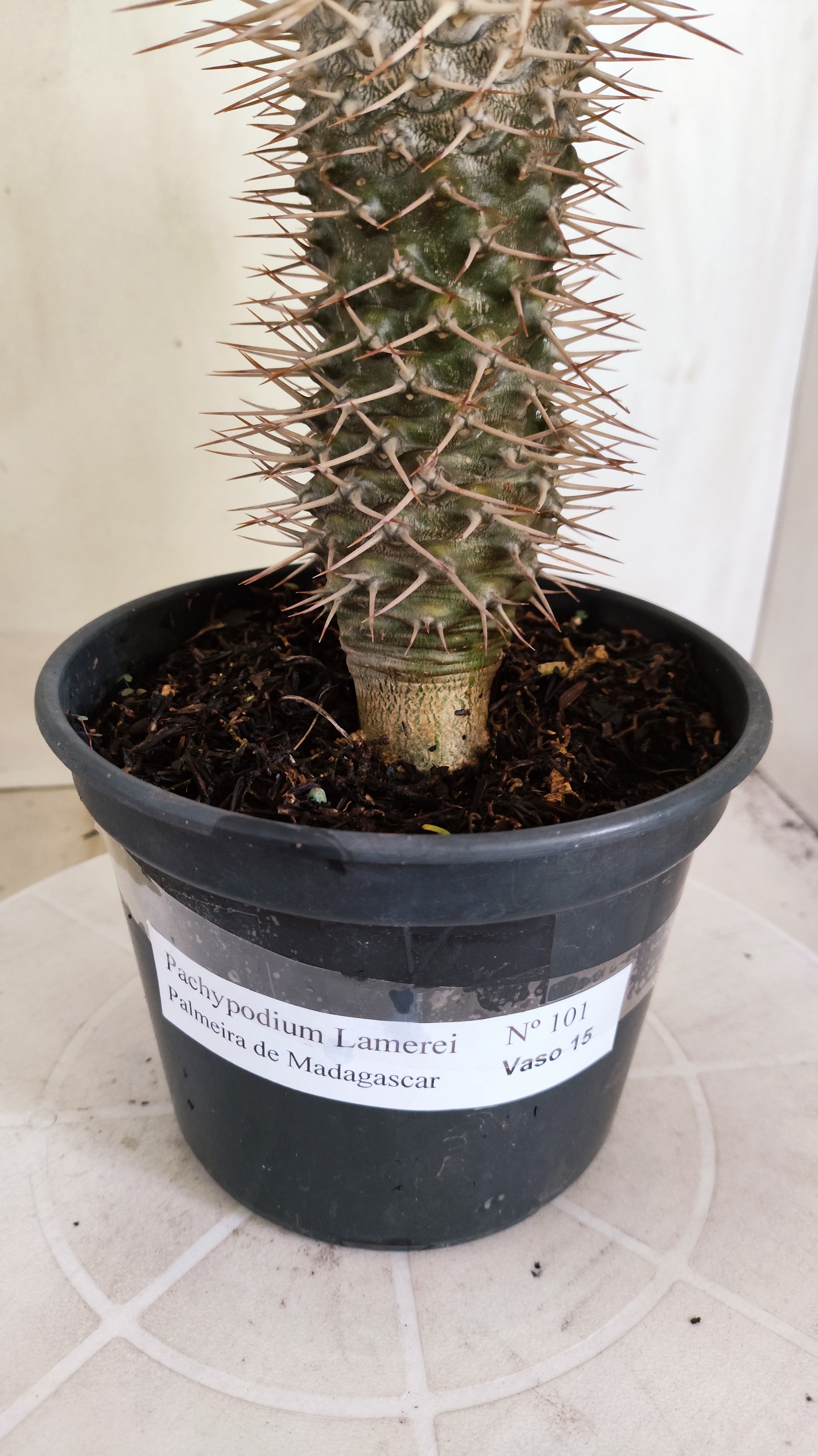 Pachypodium Lamerei "Palmeira de Madagascar" - Nº 101 - vaso 15